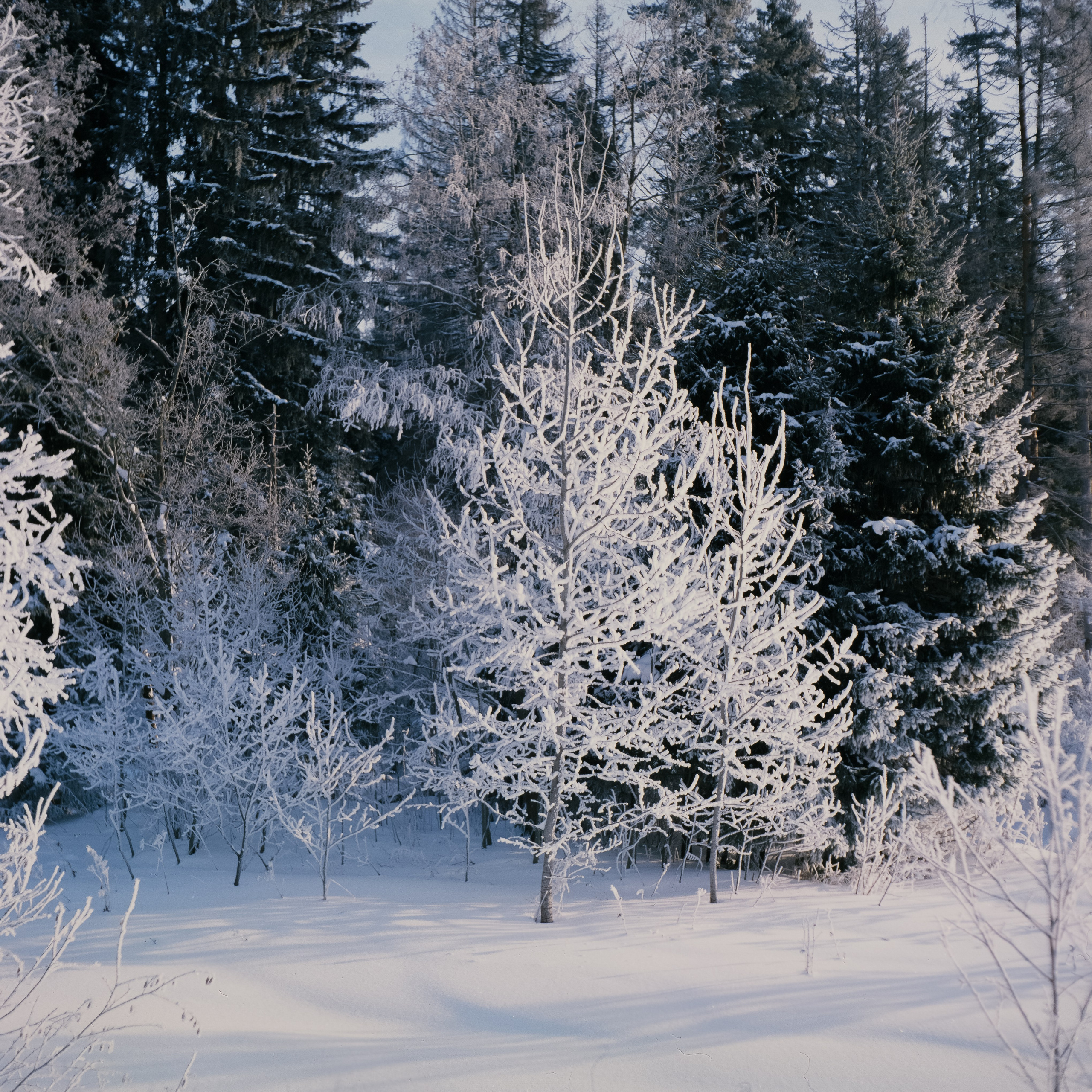 Welta Weltax — Fujichrome ASTIA 100 (at ISO 50) — Лукино морозное утро