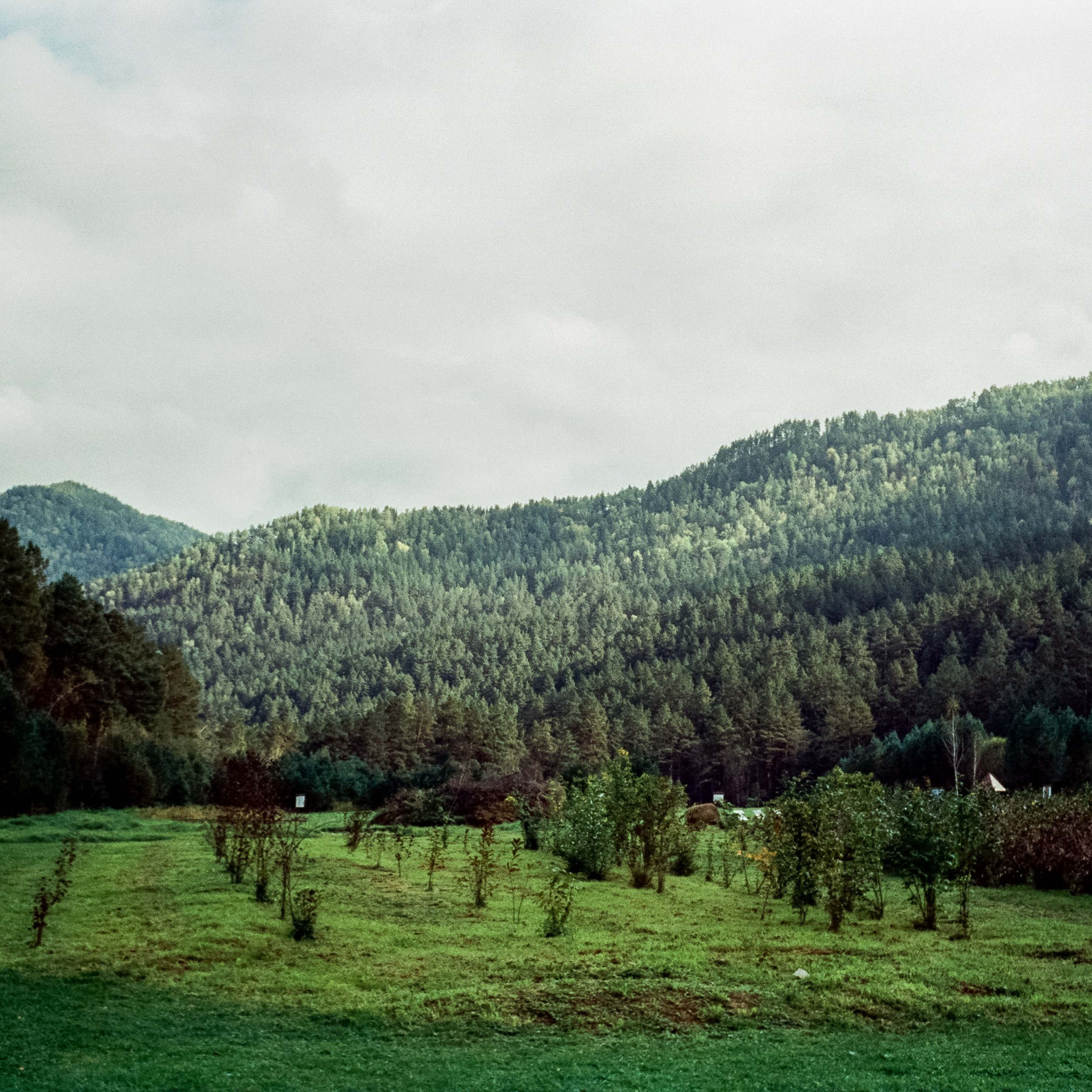 Горно-Алтайский ботанический сад / 13 сентября 2024 года / Minox 35 GT / SFL 250D