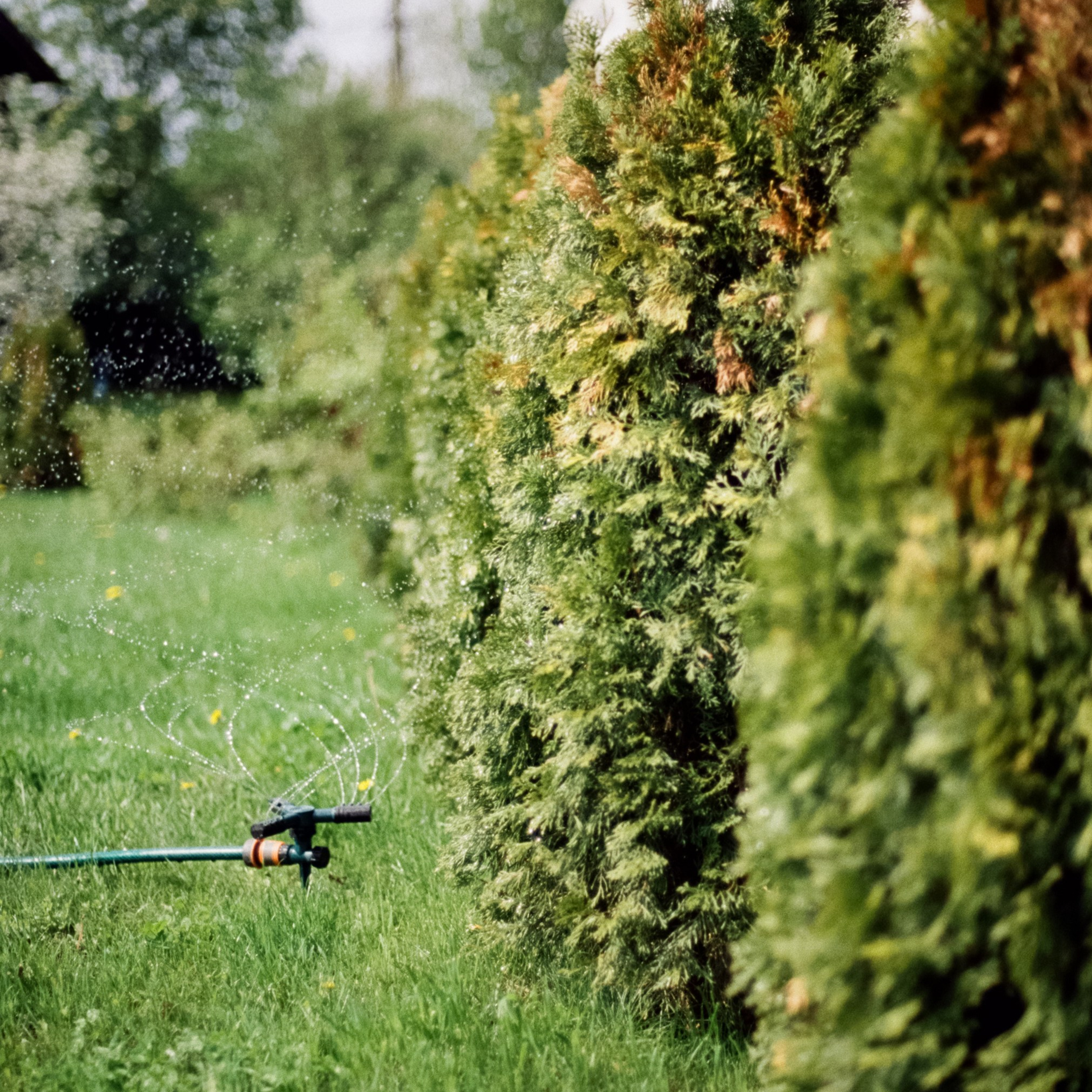 Nikon F100 — Micro-Nikkor-P.C Auto 55 mm f3.5 | май 2025 года | Давыдовское