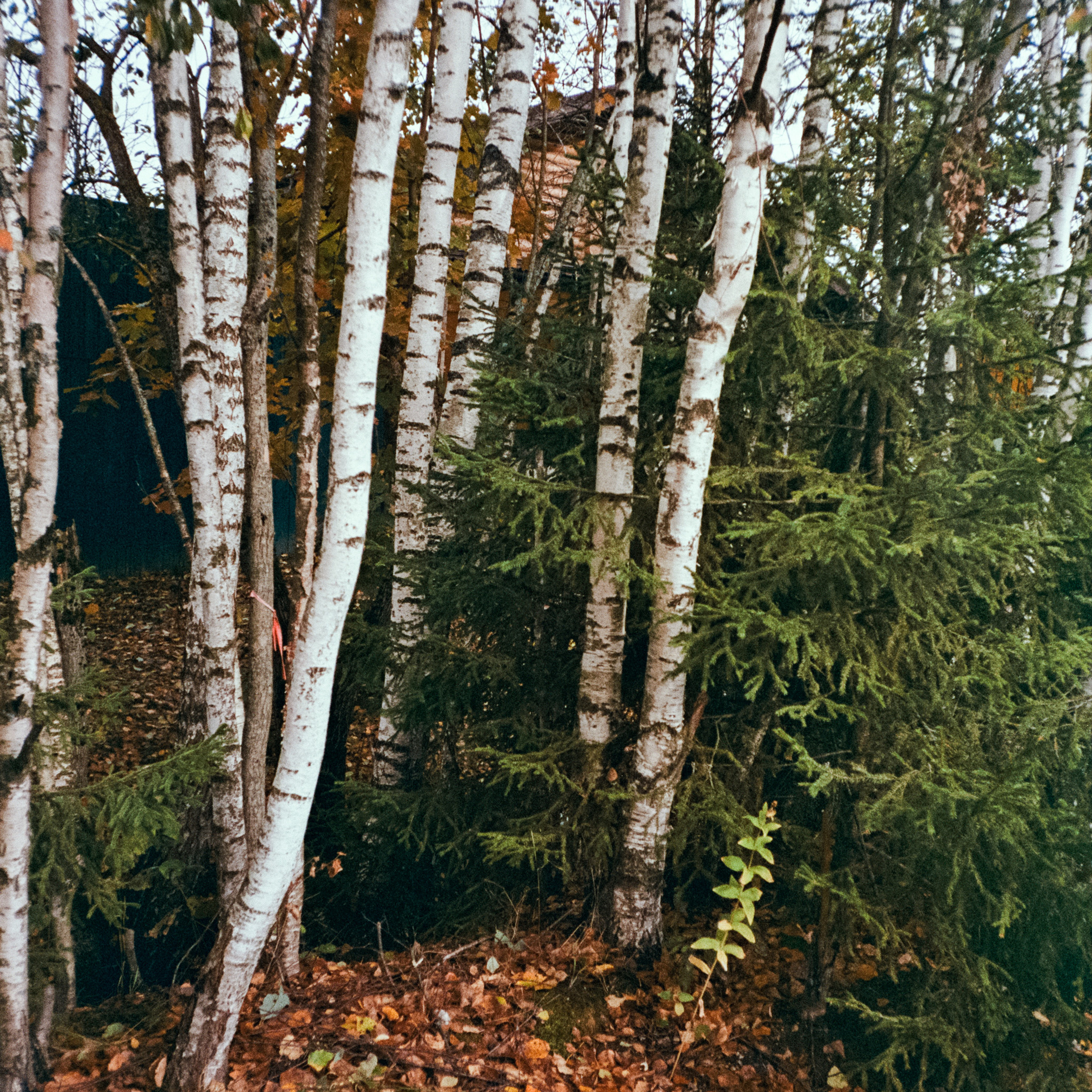 Fuji Work Record 28 мм / Konica Centuria Super 400 / Давыдовское