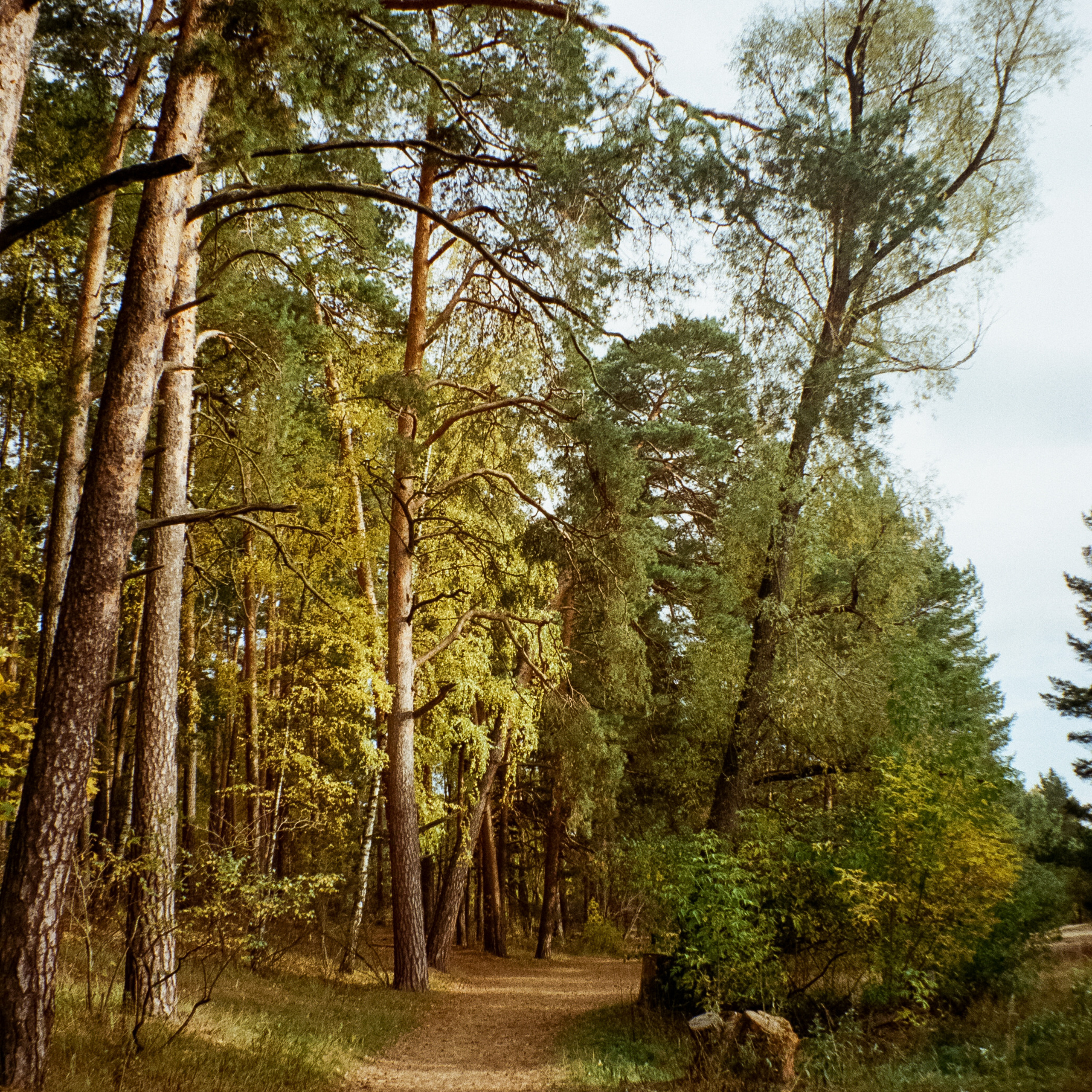 Olympus Mju Zoom 80 WIDE / Kodak Gold 200