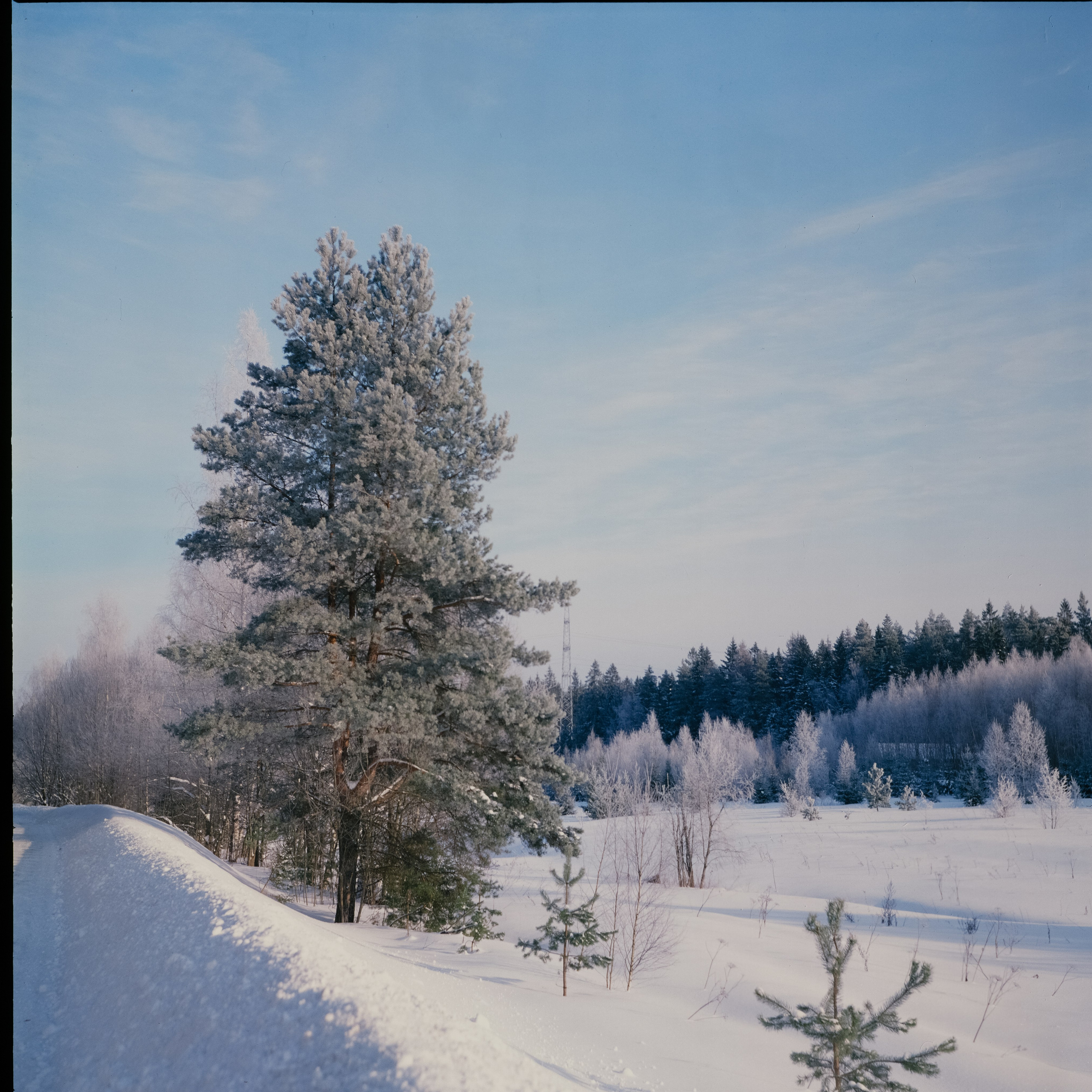 Koniflex / Fujichrome ASTIA 100 (at ISO 50) / Лукино морозное утро