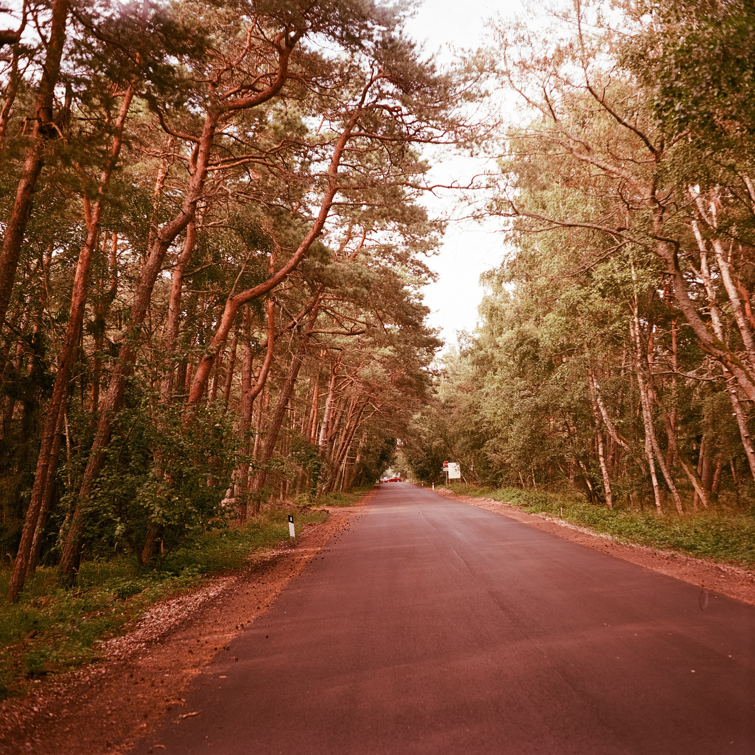 Куршская коса / Super Fujica-6 / Kodak Aeronega 100 (Kodak Aerocolor IV)