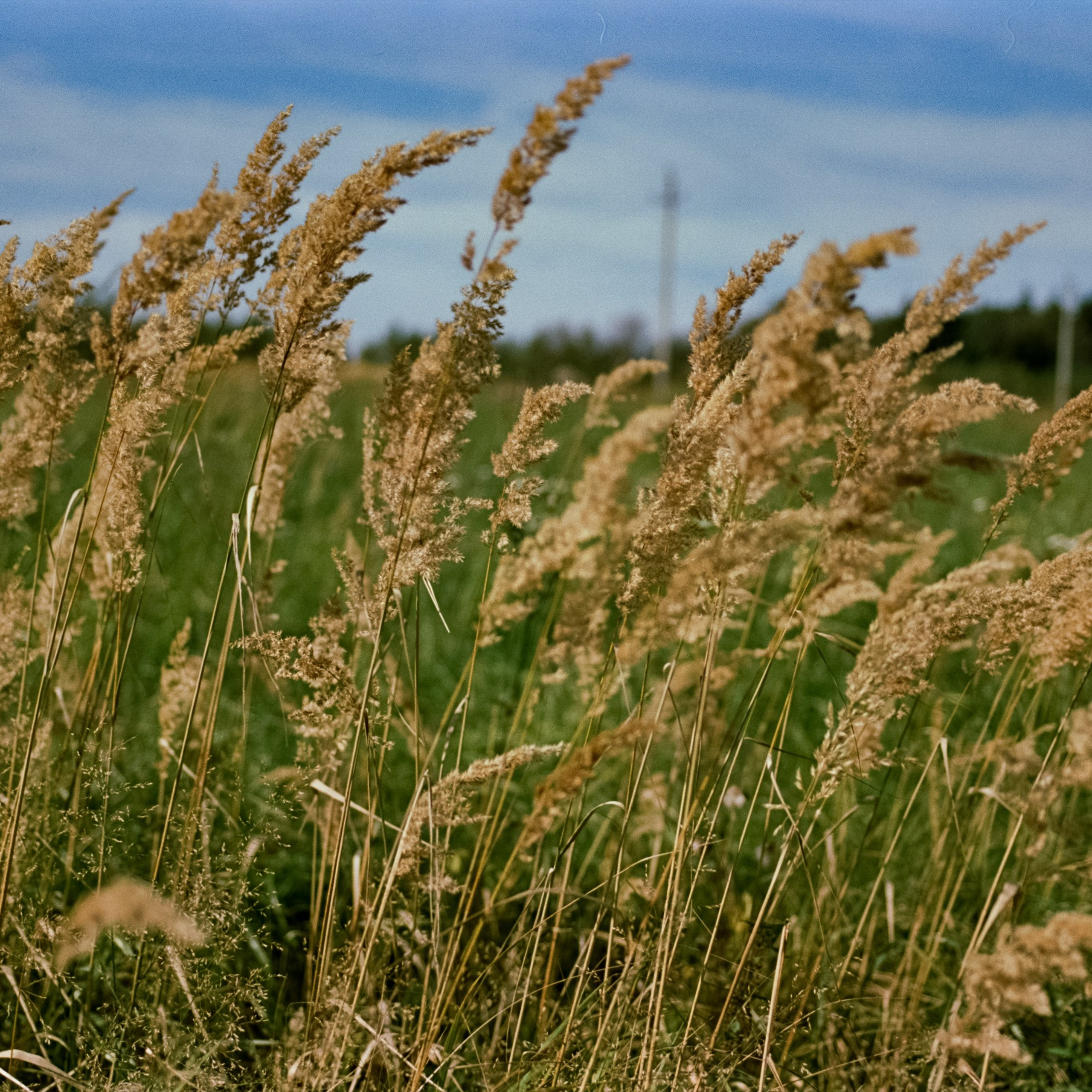 Mamiya 645 PRO 35 мм back — Mamiya-Sekor C 45 mm f2.8 N | SFL 50D | Лукино сентбябрь 2025 года