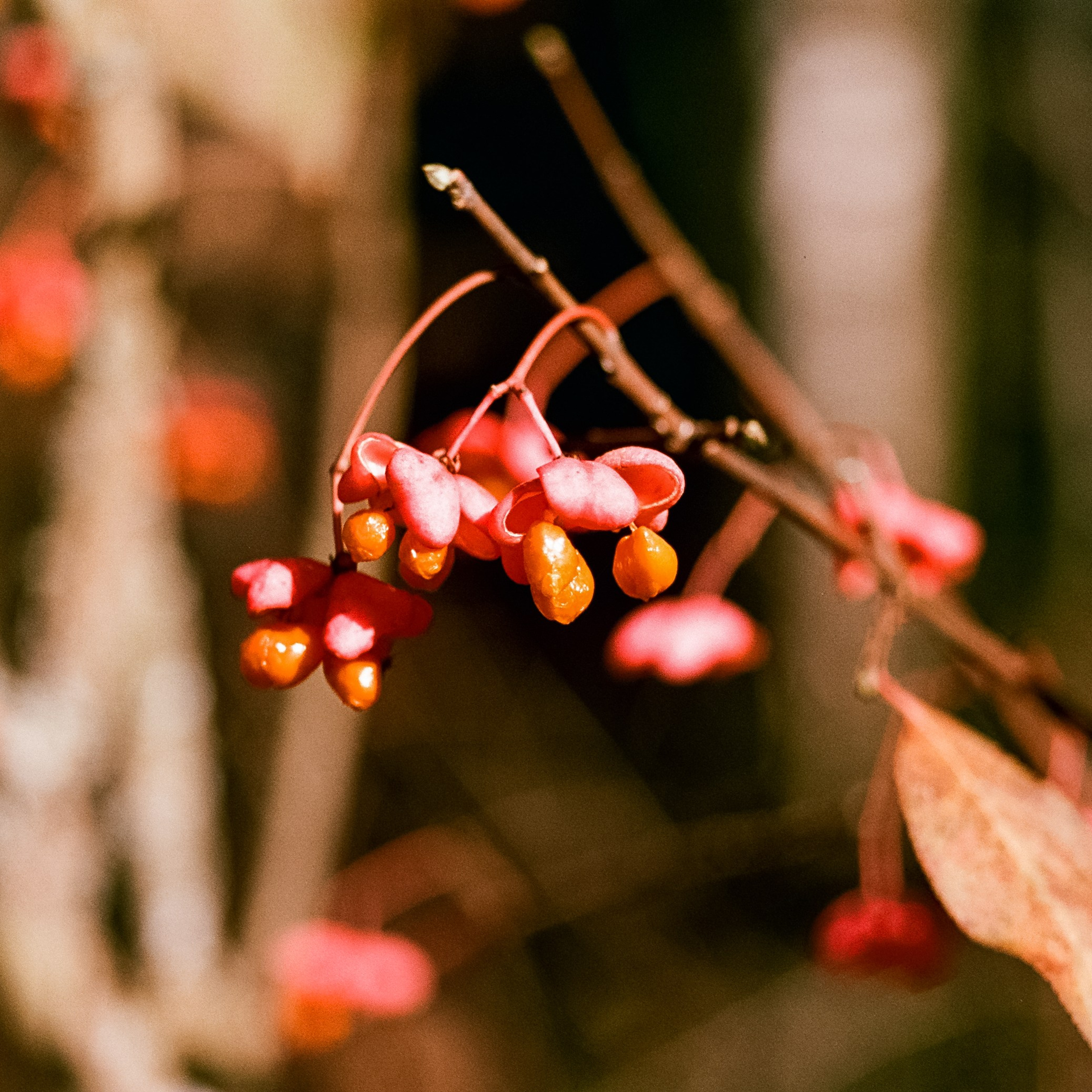 Nikon F100 — Mamiya (645) Sekor C 45 mm f2.8 и Macro 80 mm f/4