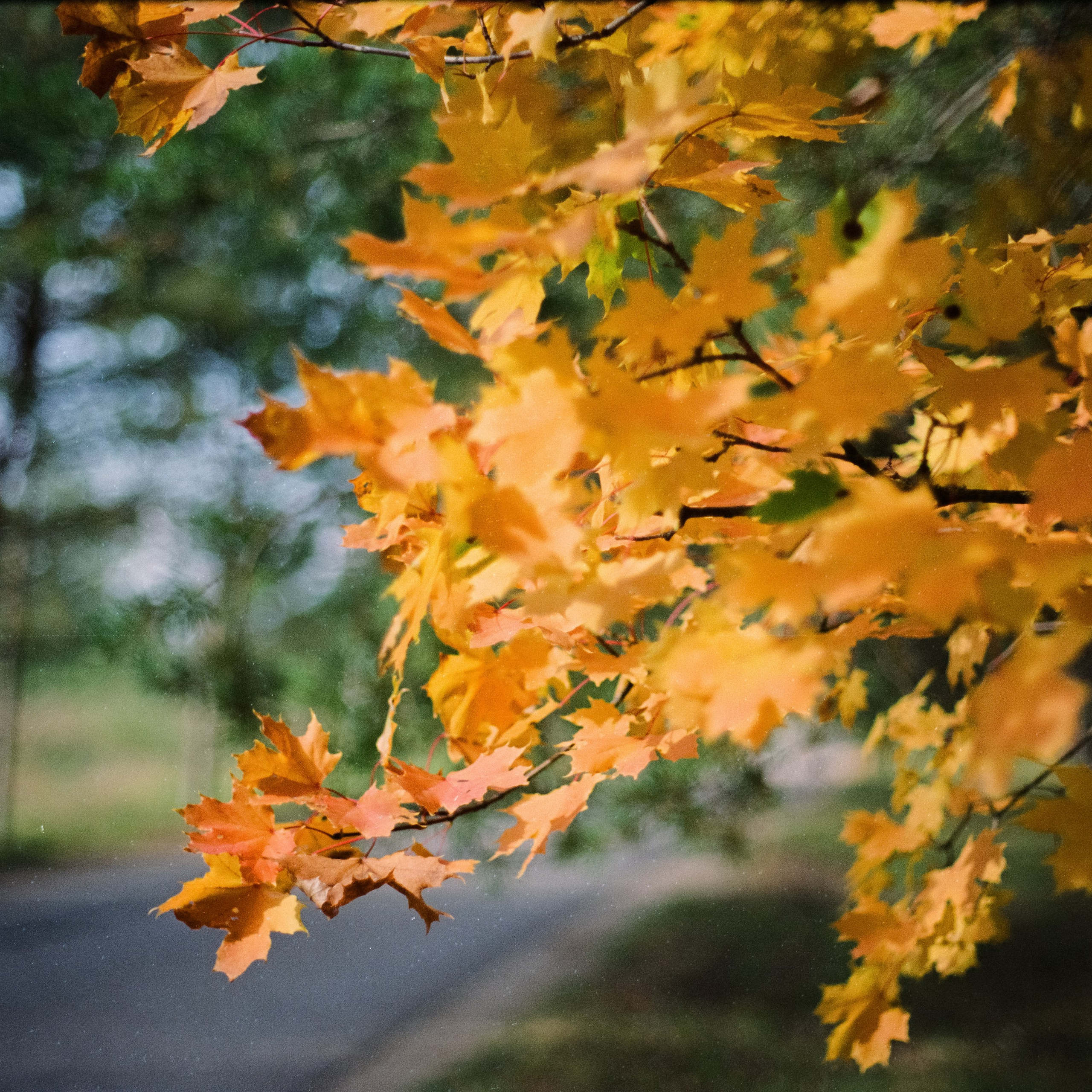 Cosina CT-1&nbsp;— SMC Pentax-M 50&nbsp;mm f/1.4 | Fujifilm Reala 100 | Сентябрь 2026&nbsp;г.