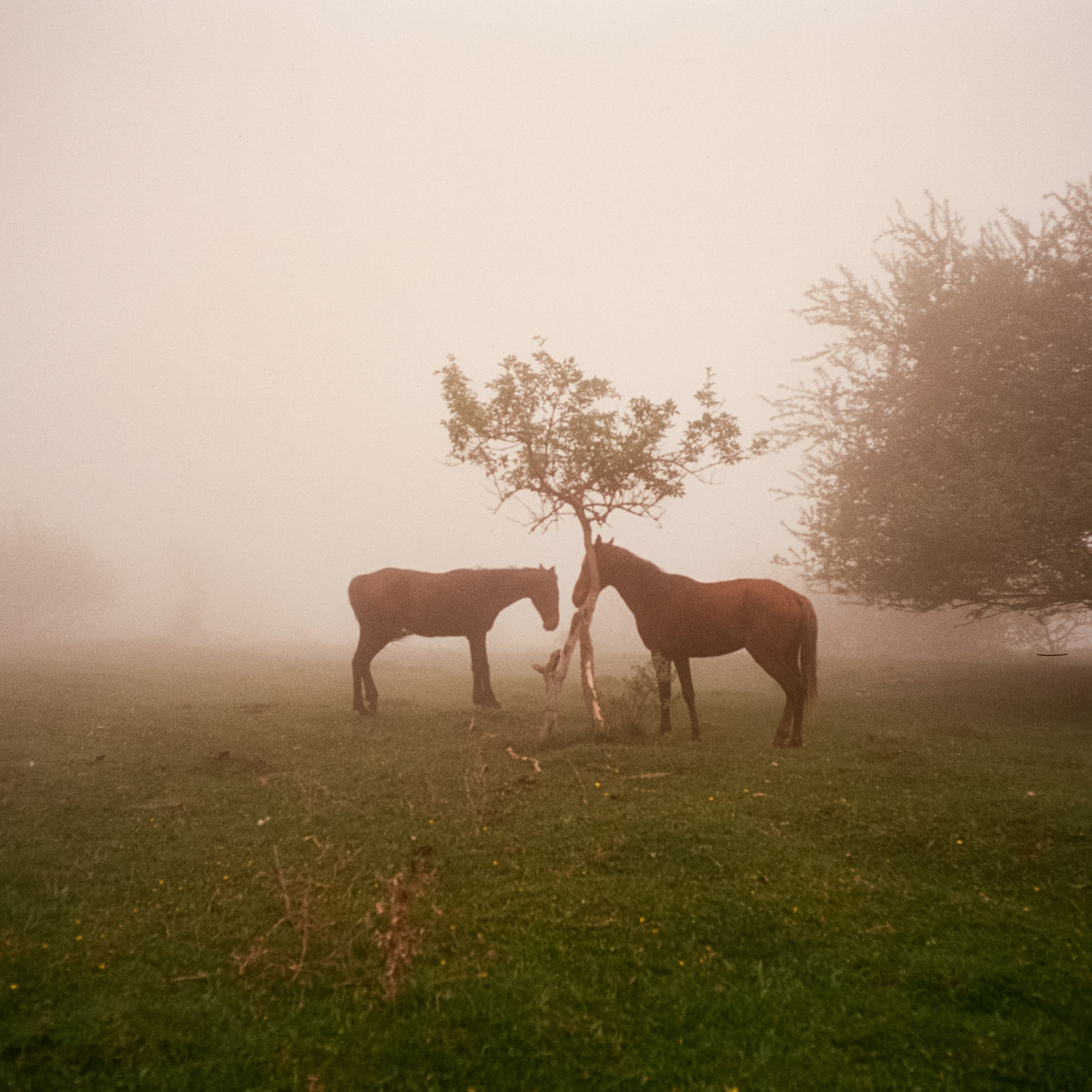 Кисловодск, дорога в сторону метеостанции, туман, лошади / Voigtlander BESSA-T