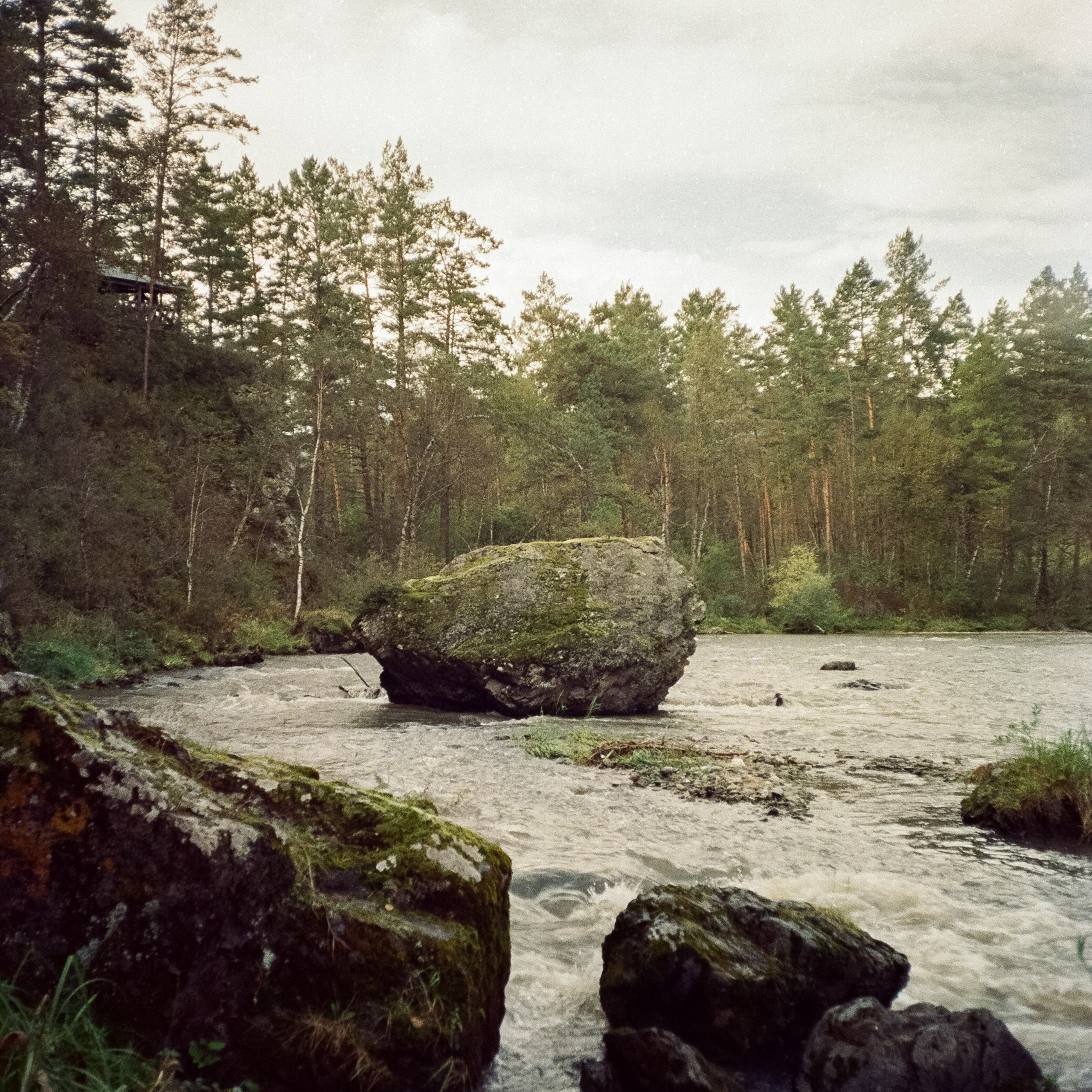Горно-алтайский ботанический сад / 6 сентября 2024 года / Ricoh MF-1 / Centuria 200 DNP 36K
