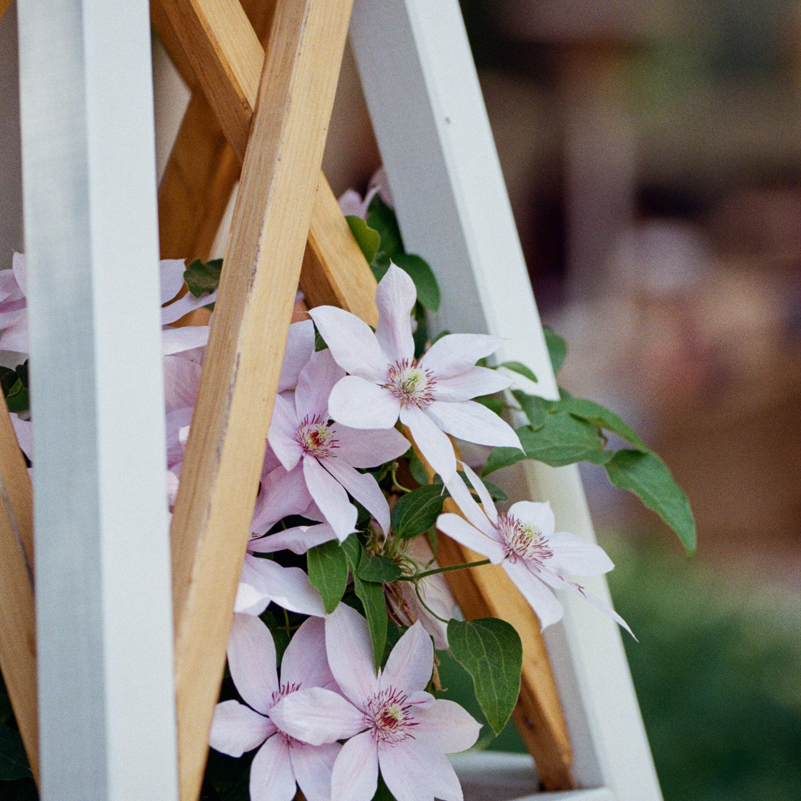 Contax N1 — Carl Zeiss Makro-Sonnar 100 mm f2.8 / Kodak ProImage 100