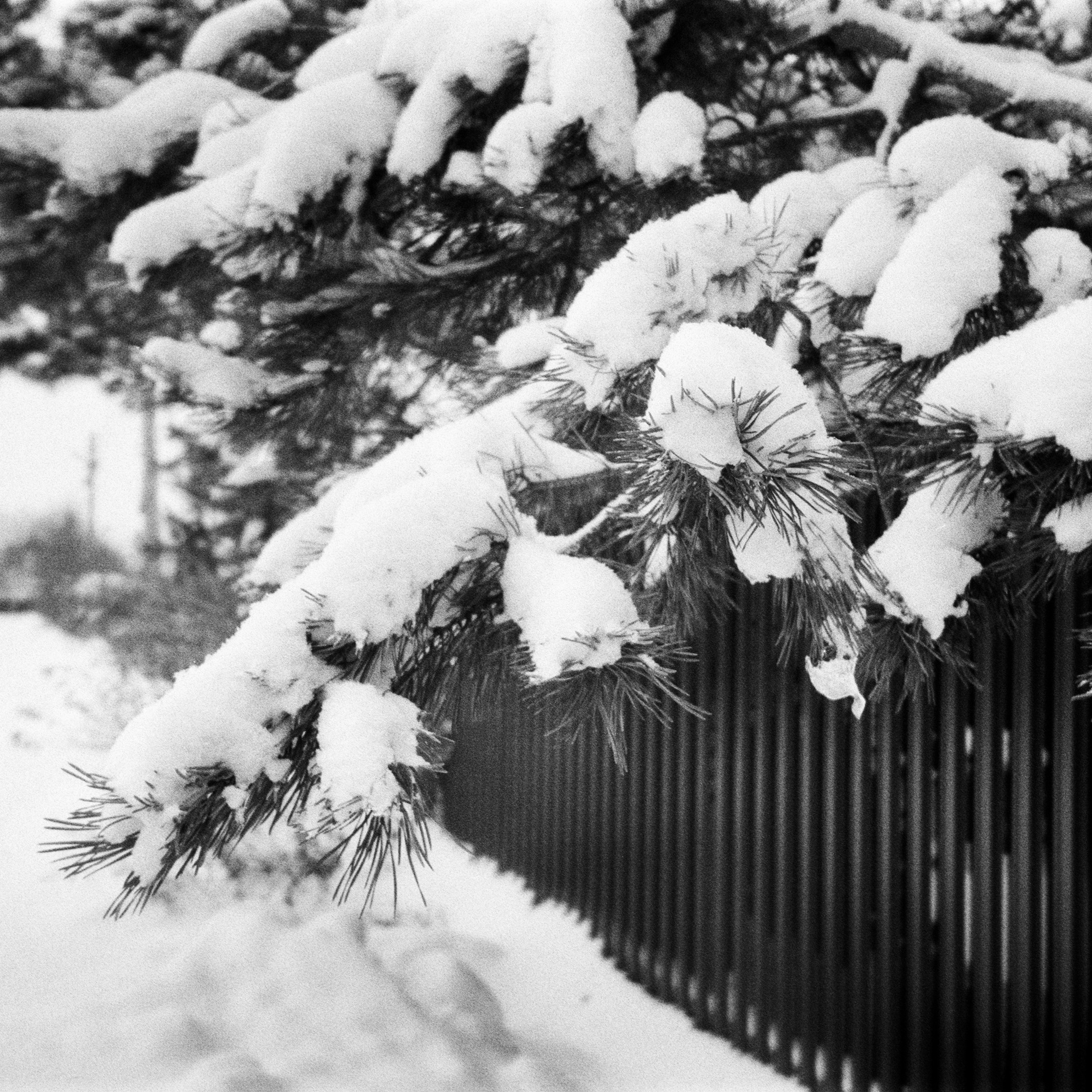 Olympus Mju II / Ilford Pan 400 / Давыдовское, Лукино, декабрь 2023