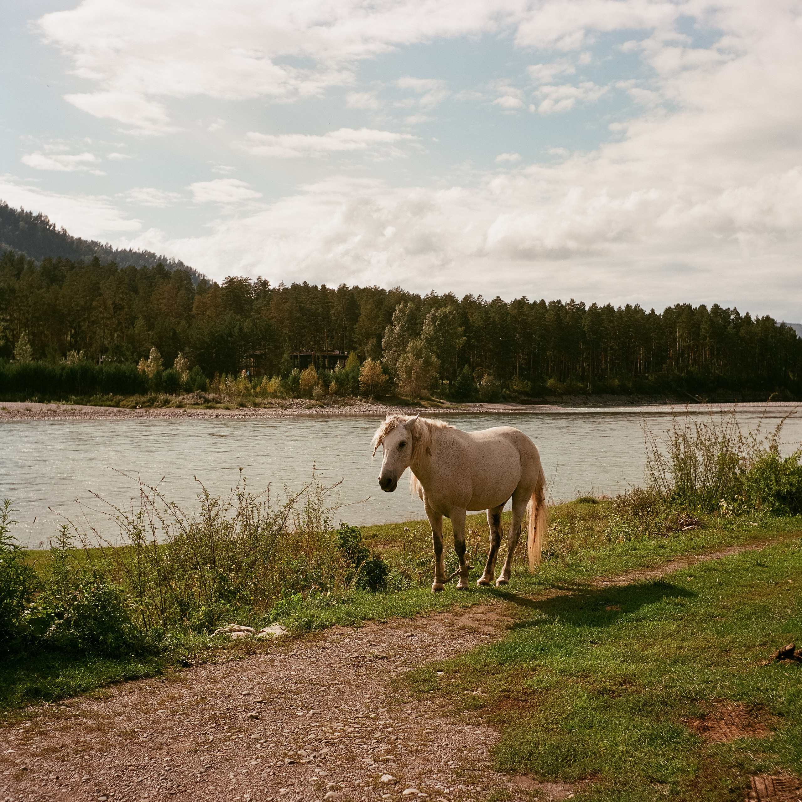 д. Черга (Чемальский тракт), с. Манжерок река Катунь / 7 сентября 2024 года / Press Van 120