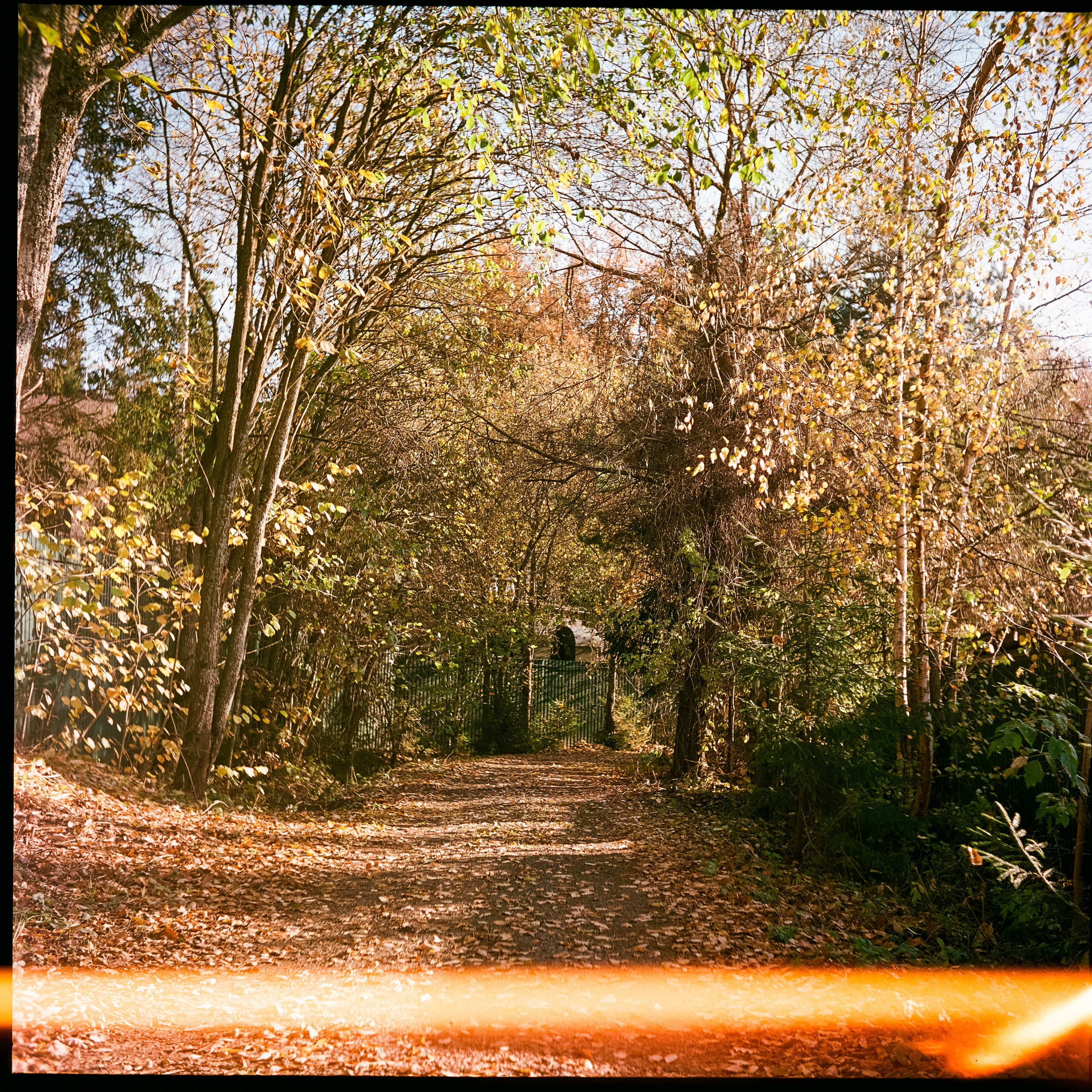 Yashica 635 — Kodak Aerocolor IV — октябрь 2025 Давыдовское и Лукино