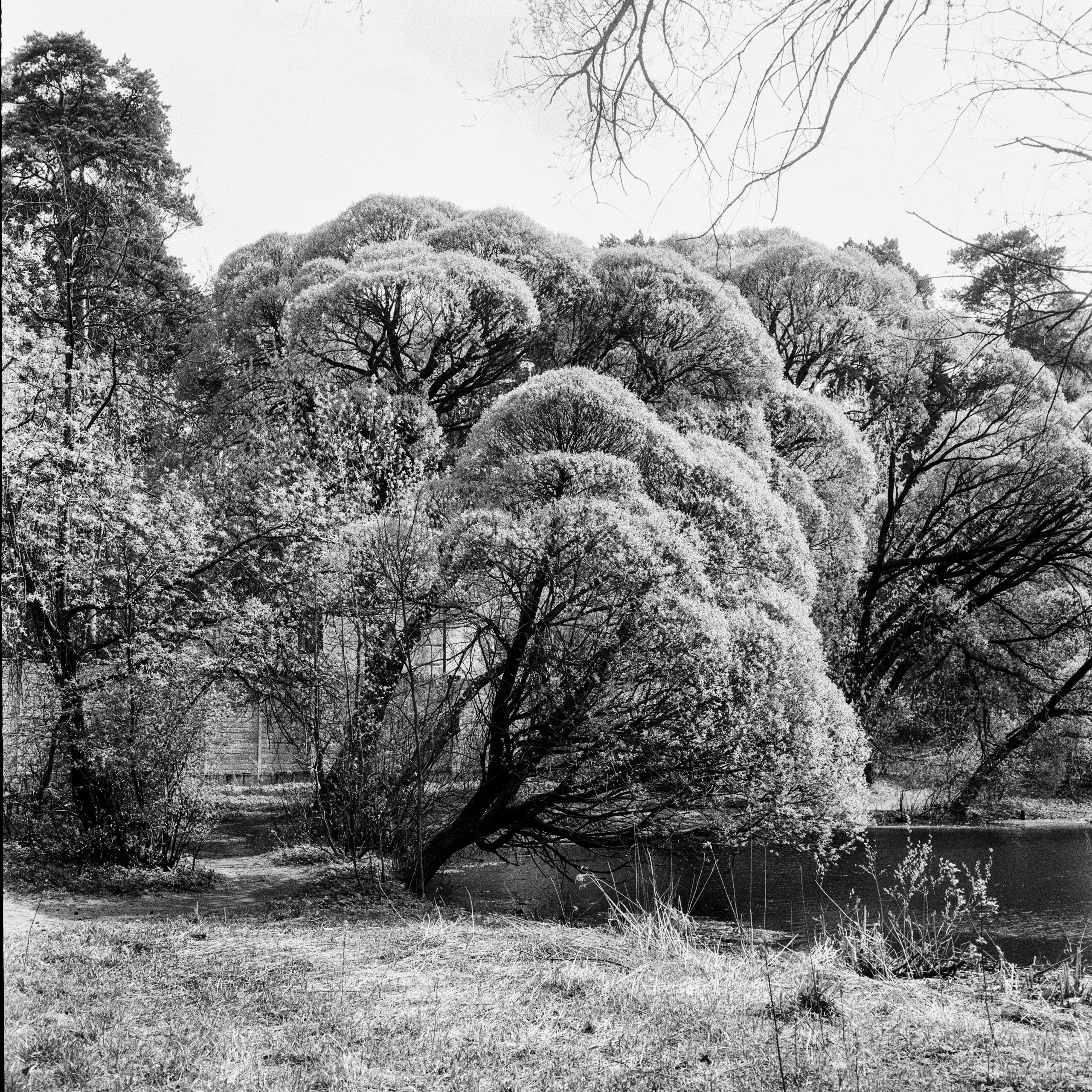 Mamiya 35 / Kodak Double-X 5222