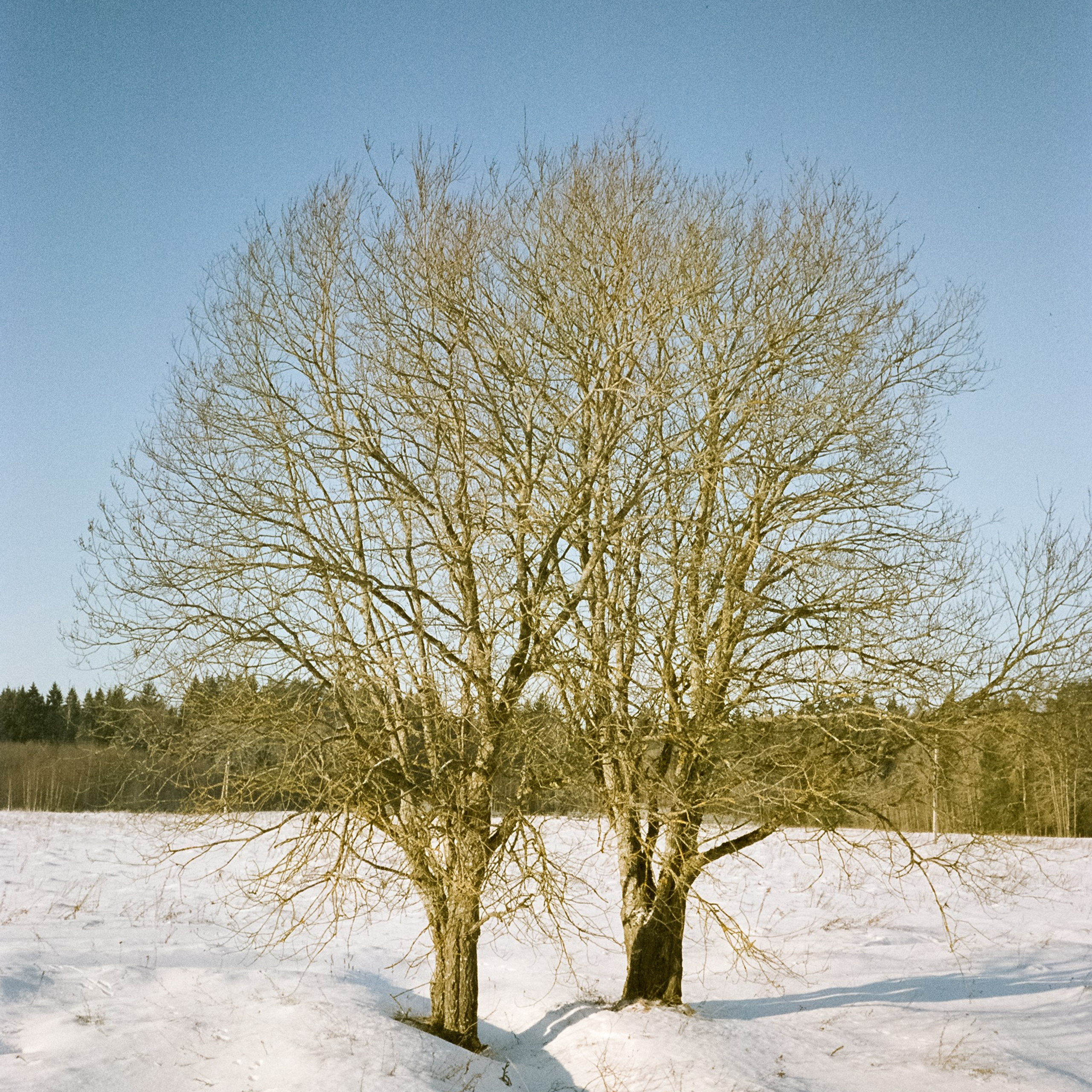 Chinon Auto 3001 (2) / Fuji Eterna 250D (ISO 100) / Давыдовское, Лукино