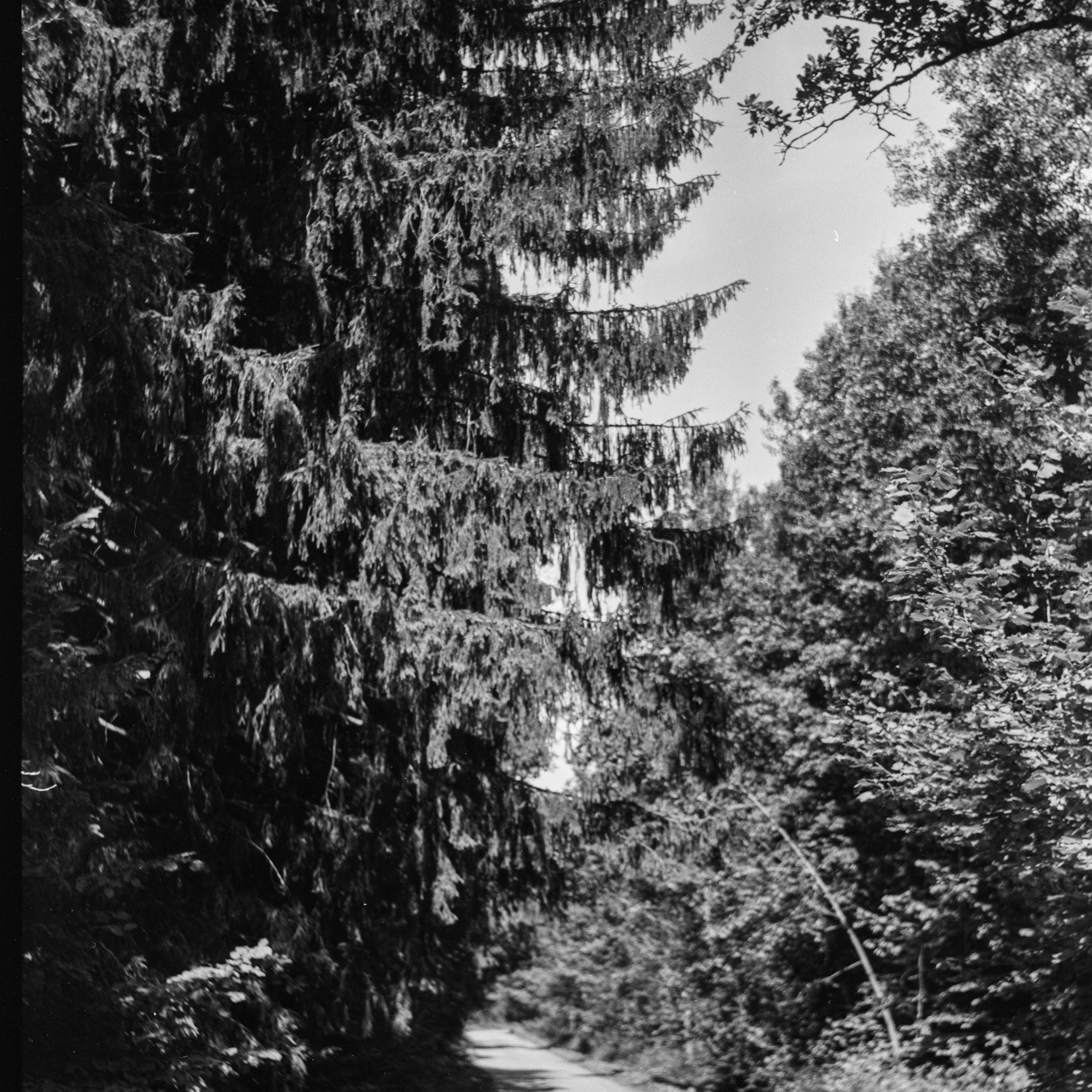 Royer — Som Berthiot Peris Flor 105 mm f4.5 | Fomapan 100