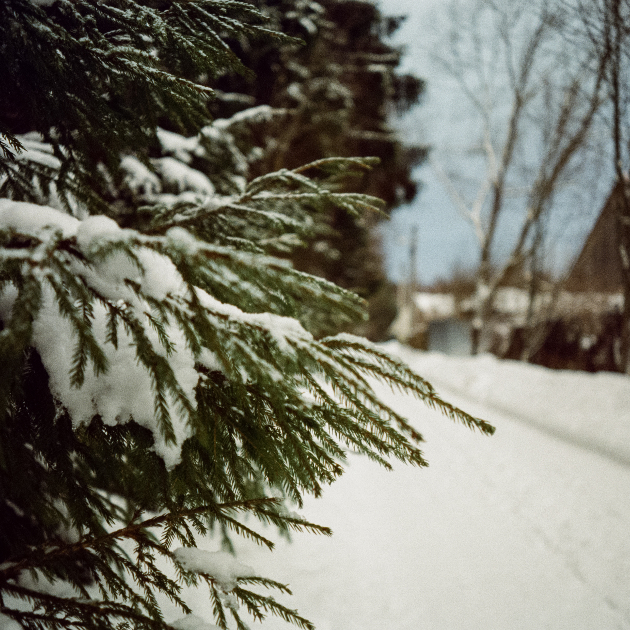 Revue 35CC / SFL 250D Kodak Vision 3 250D