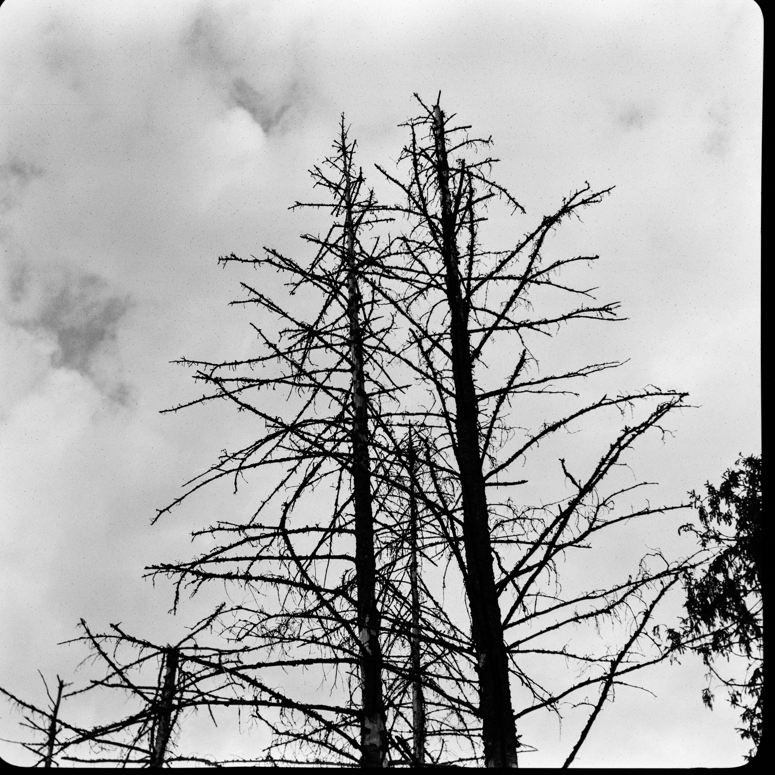 Franka Rolfix II — Rodenstock-Trinar 105 mm f3.5 | Lucky SHD400