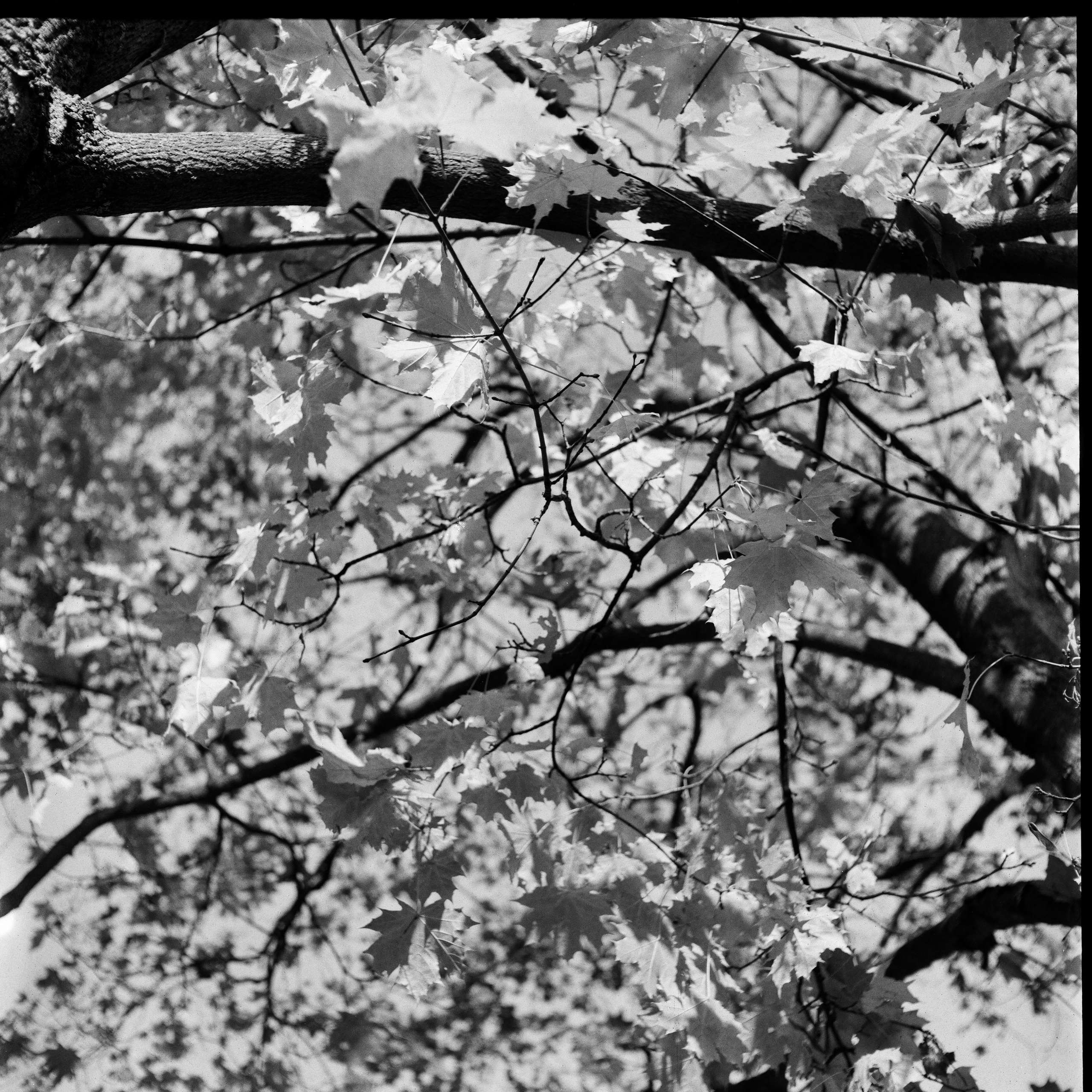 Rolleicord III–Xenar 75 mm f3.5 V / Fomapan 200 creative / Октябрь 2024