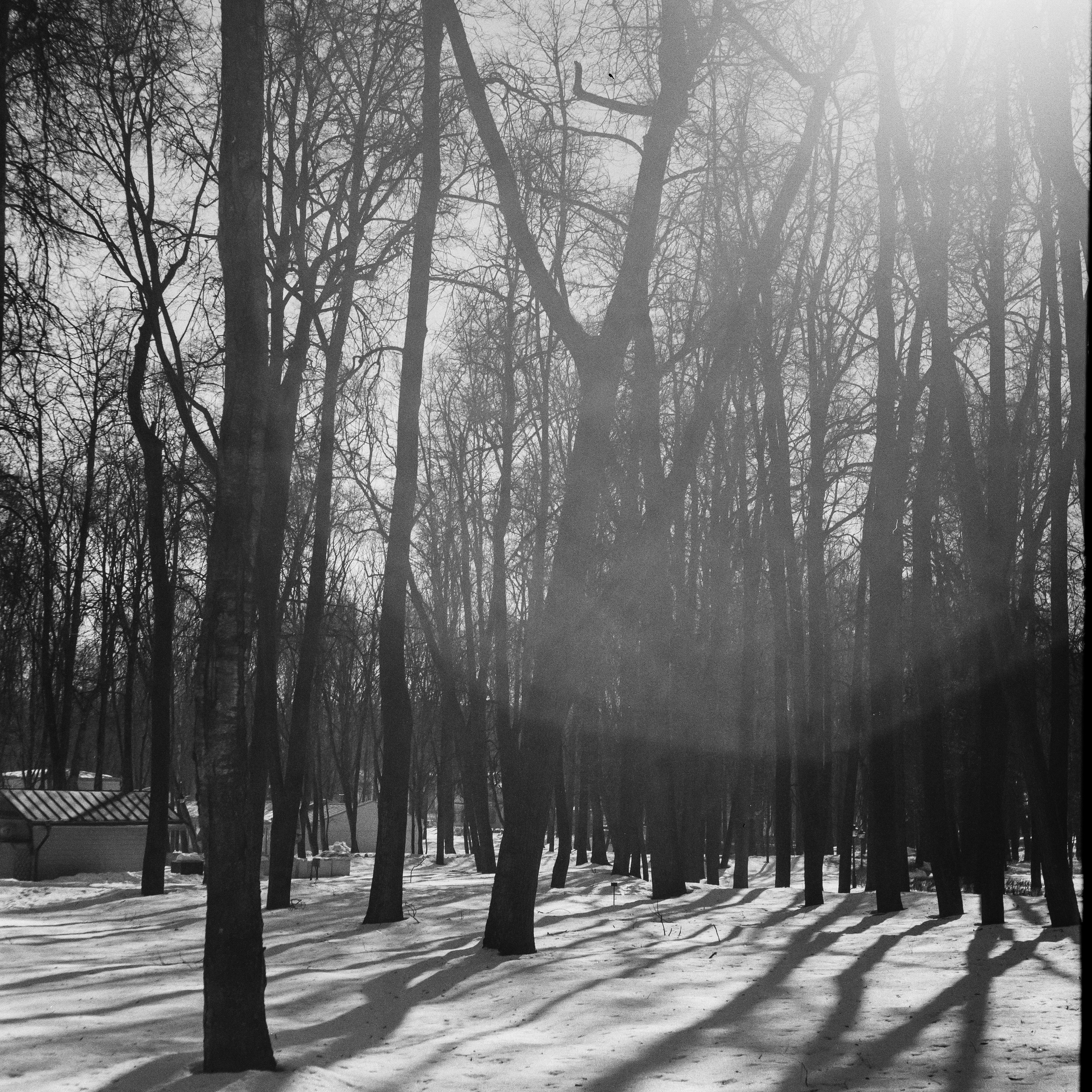 Ilford FP4 Plus ISO 125 / Zeiss Ikon Ikonta 521