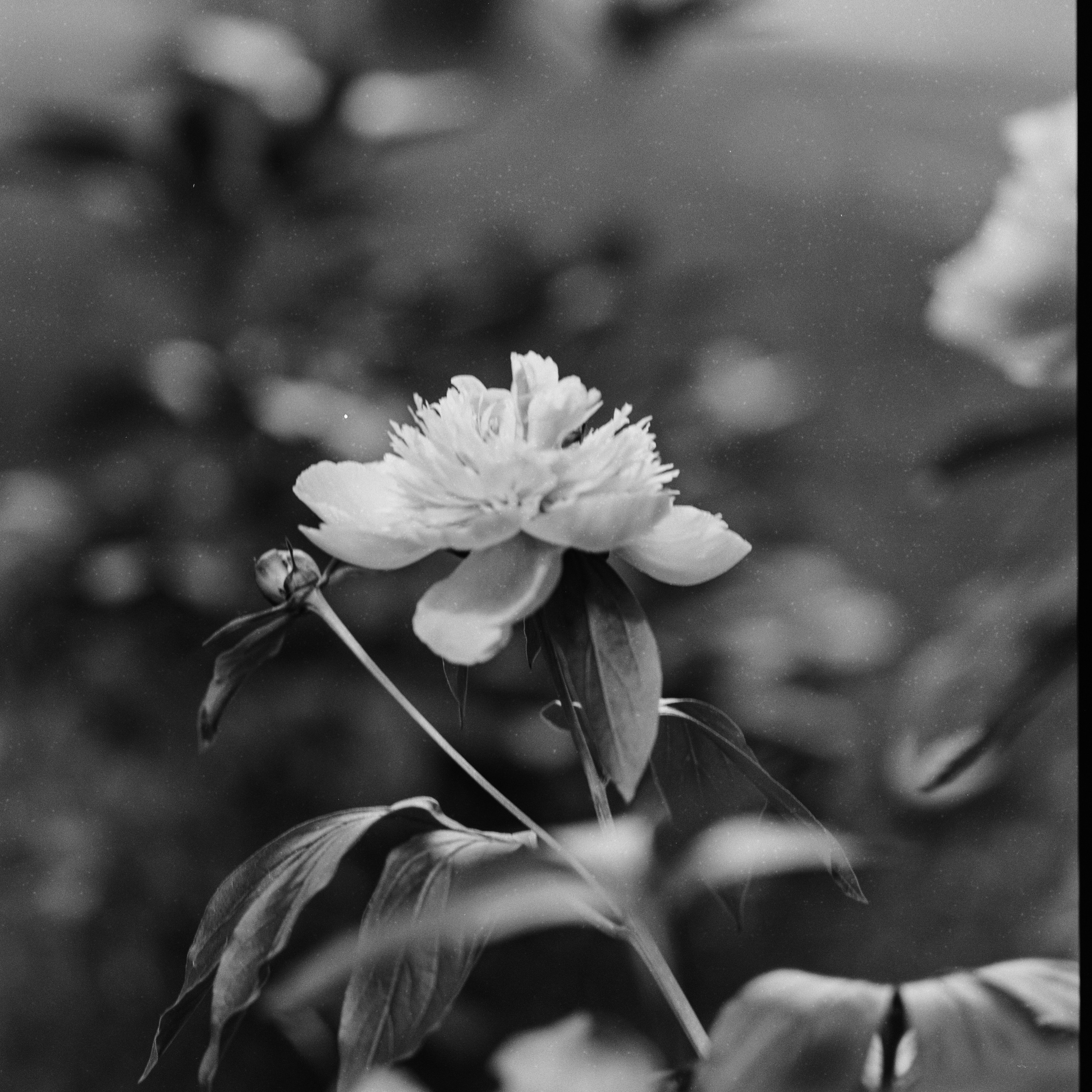 Zenza Bronica ETR — Zenzanon 150 f3.5