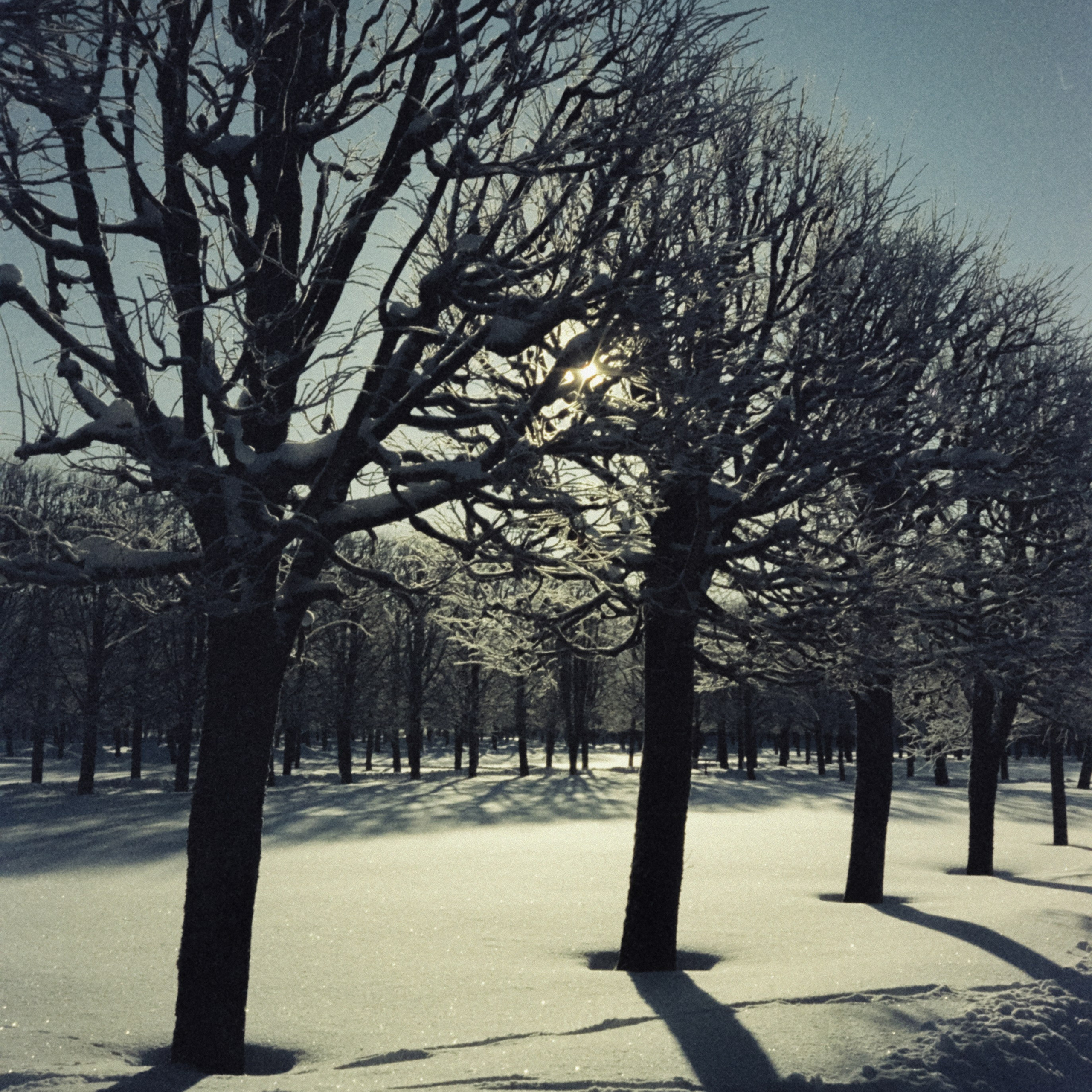 Парк-усадьба Архангельское / 21 января 2024 года / Fuji Eterna 250D