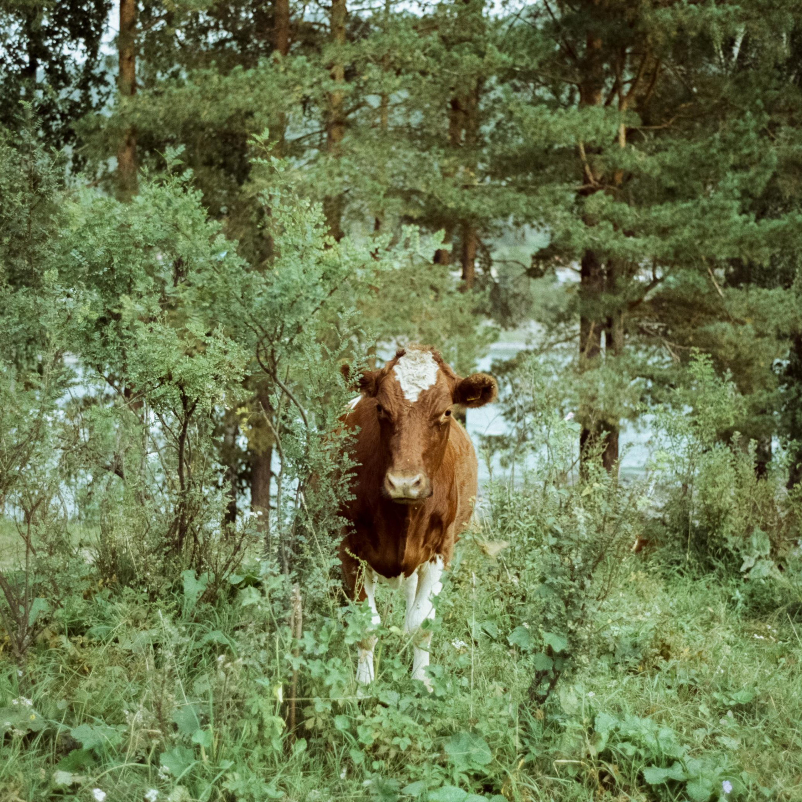 Зубы Дракона, Чемальский тракт / Hitchcock (Vision 3 50D) / Planar 35 mm 2.0