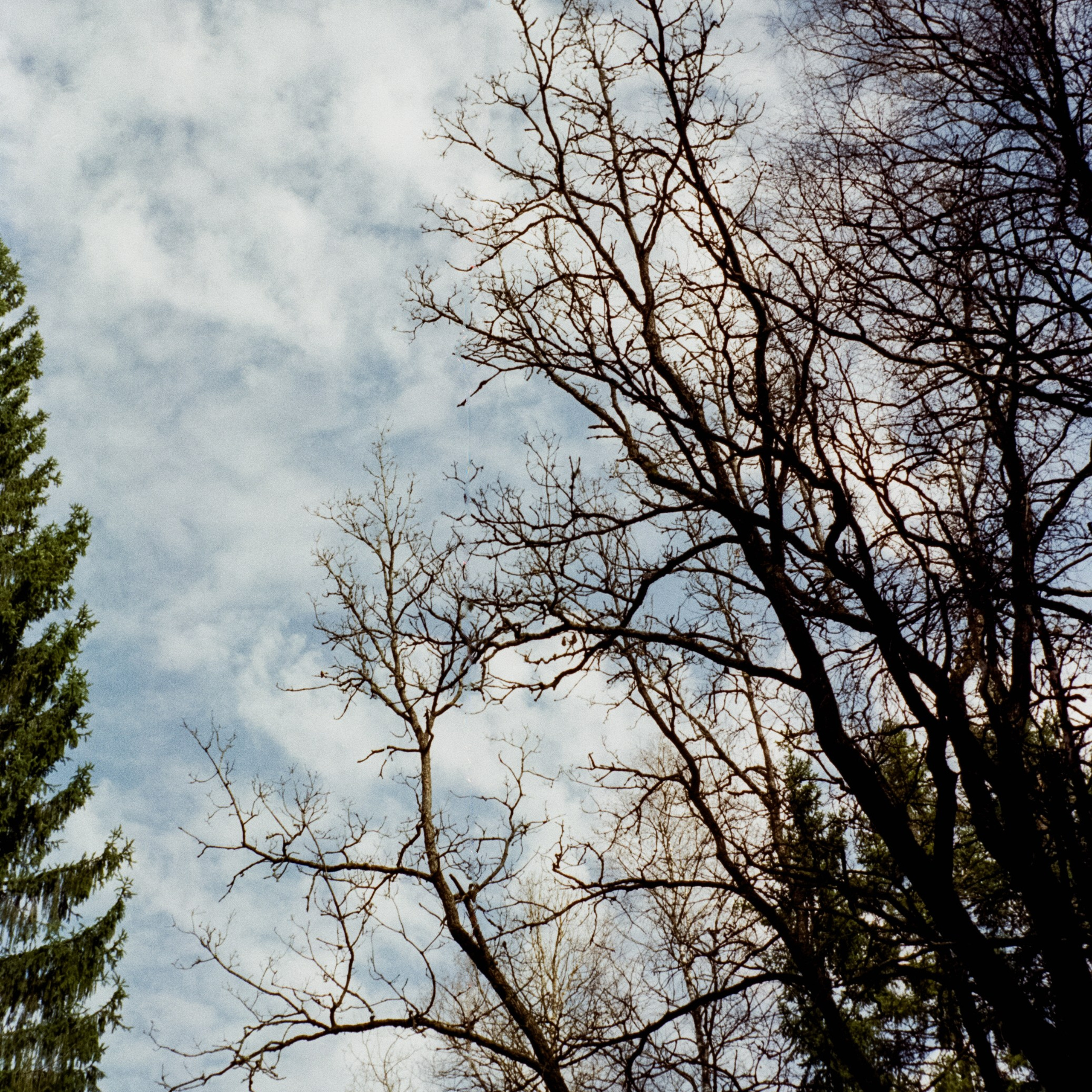 Ricoh FF-1 gray | Techart v3 250d | Лукино тестовая пленка