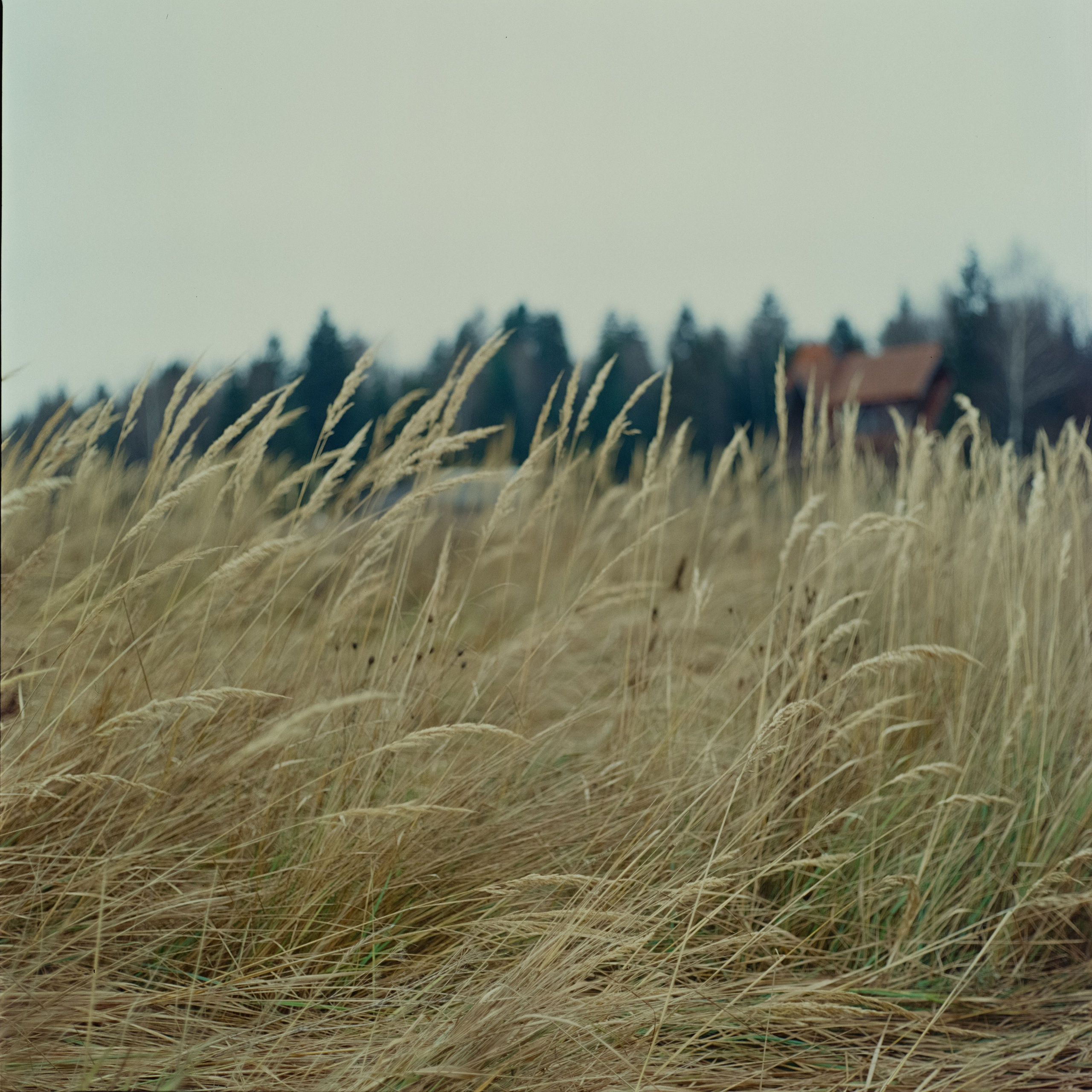 Kowa Super 66 / Kowa 85 mm f2.8 + Kowa 55 mm f3.5 / Kodak Ektachrome E100VS