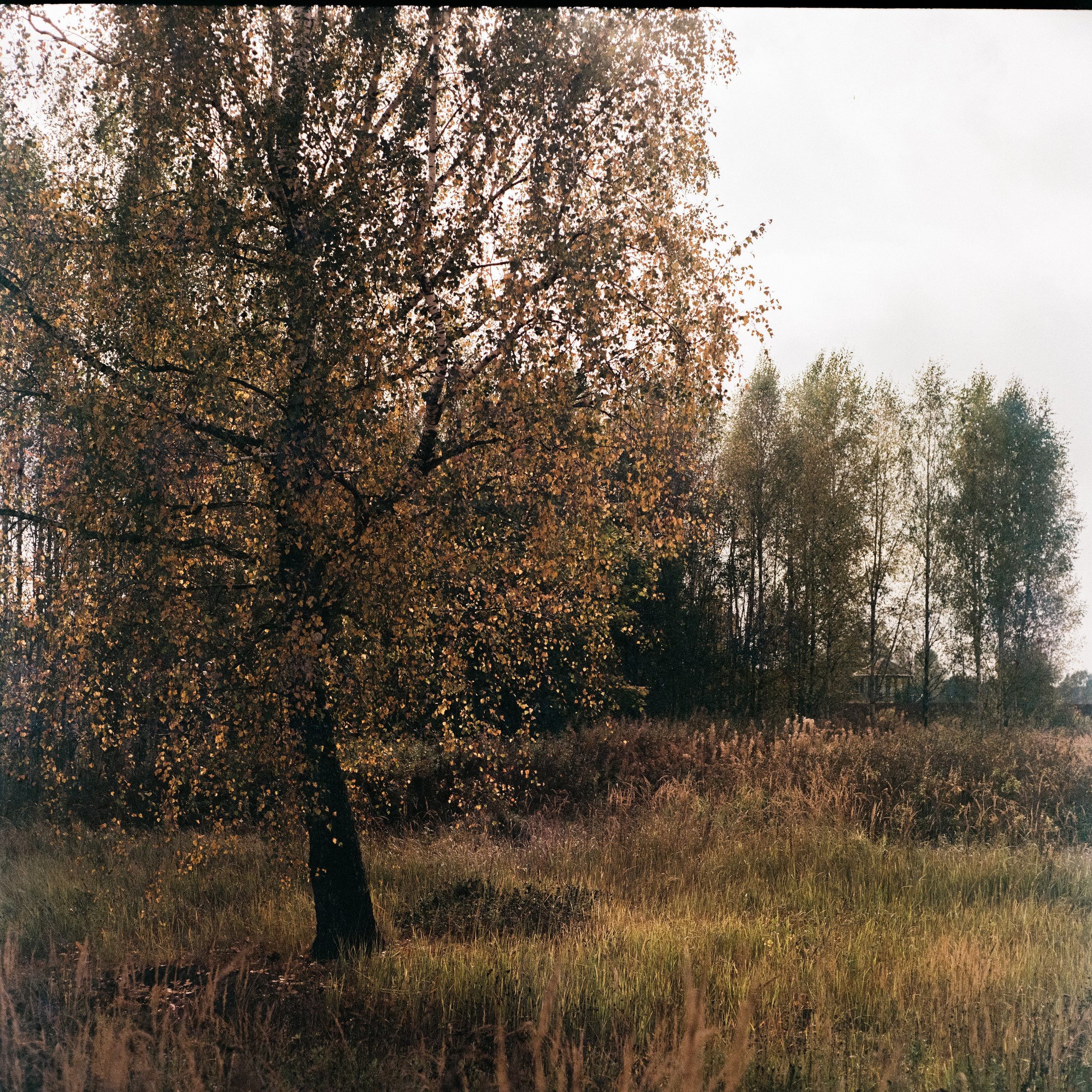 Kowa Six с объективом Kowa 85 mm f/2.8 / Fujicolor Super HR 100