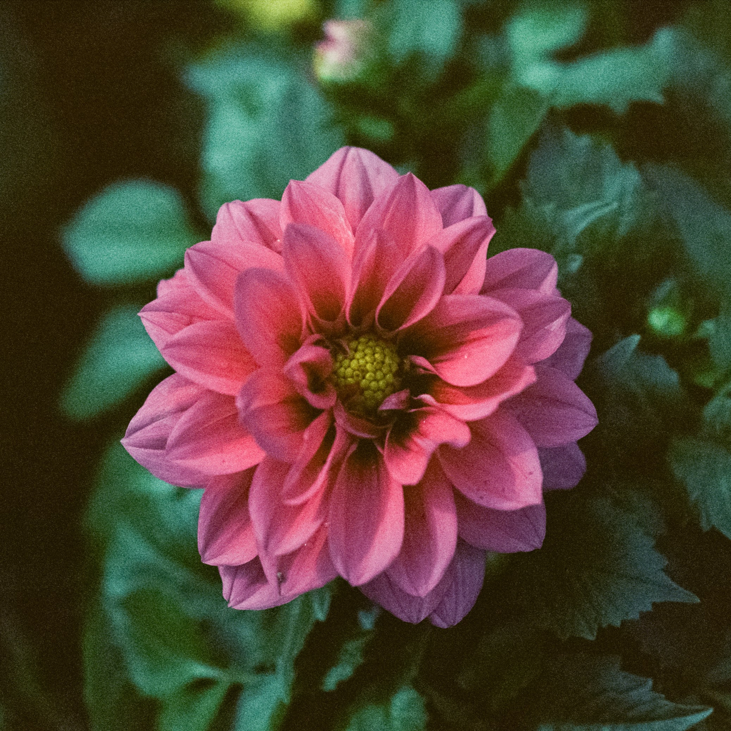 SFL 500T (Kodak Vision 3 500T) | Nikon F100 — Micro-Nikkor-P.C Auto 55 mm f3.5 | Давыдовское июнь 2025