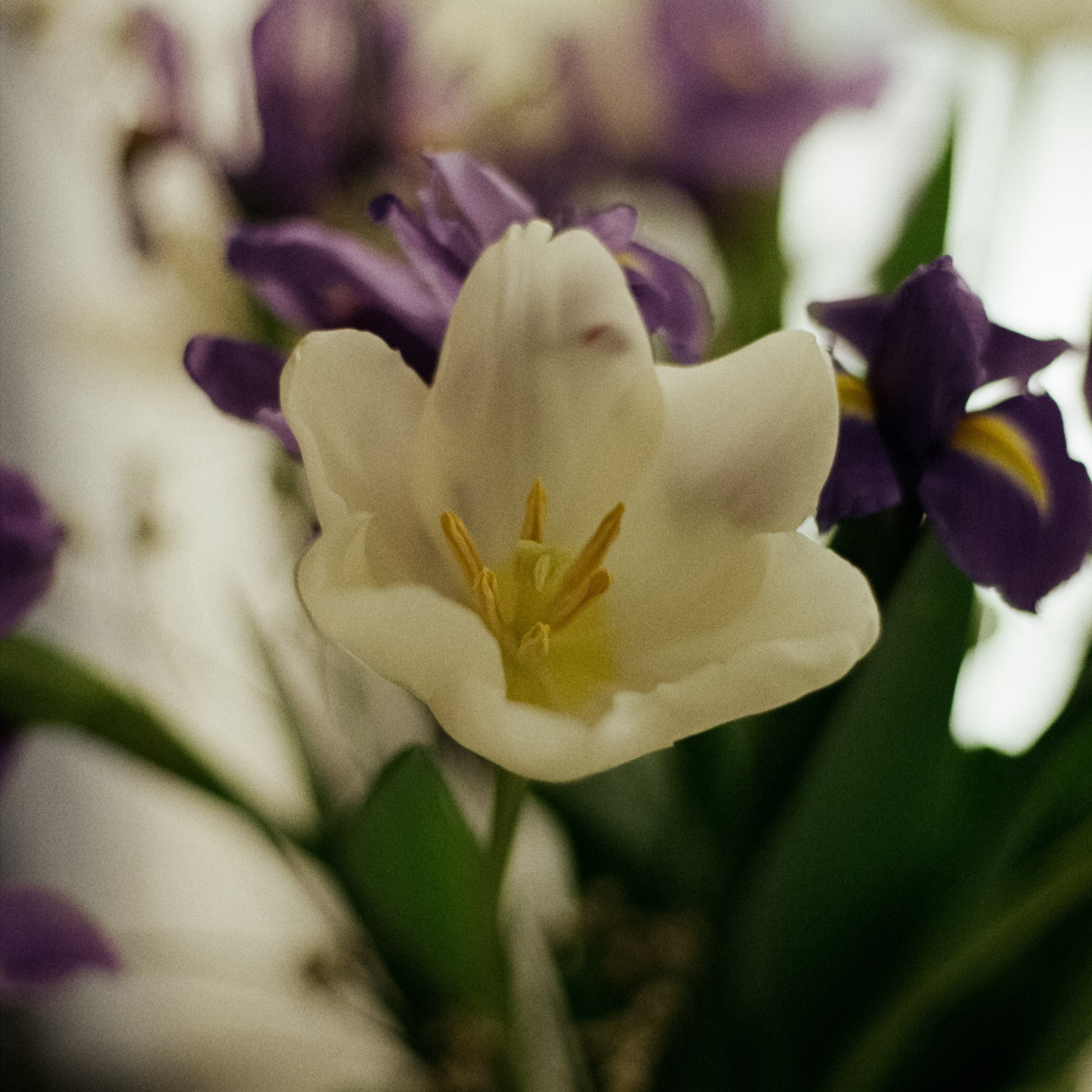 Nikon F100 c объективами Mamiya 85 mm, 80 mm makro и Nikon 50 1.4