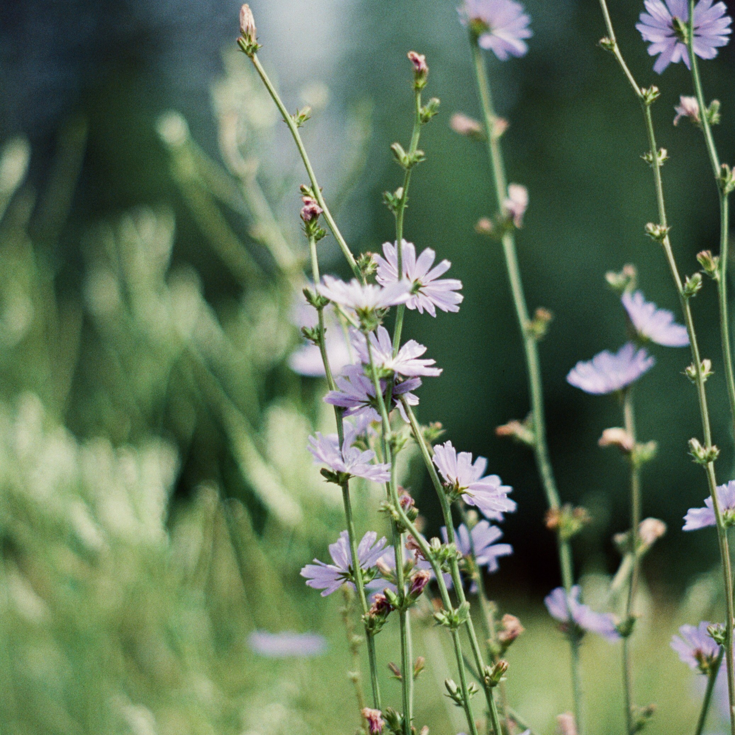Canon 33V — Minolta MC Rokkor-PF 85 mm f1.7 | SFL 200T | июль 2025 г