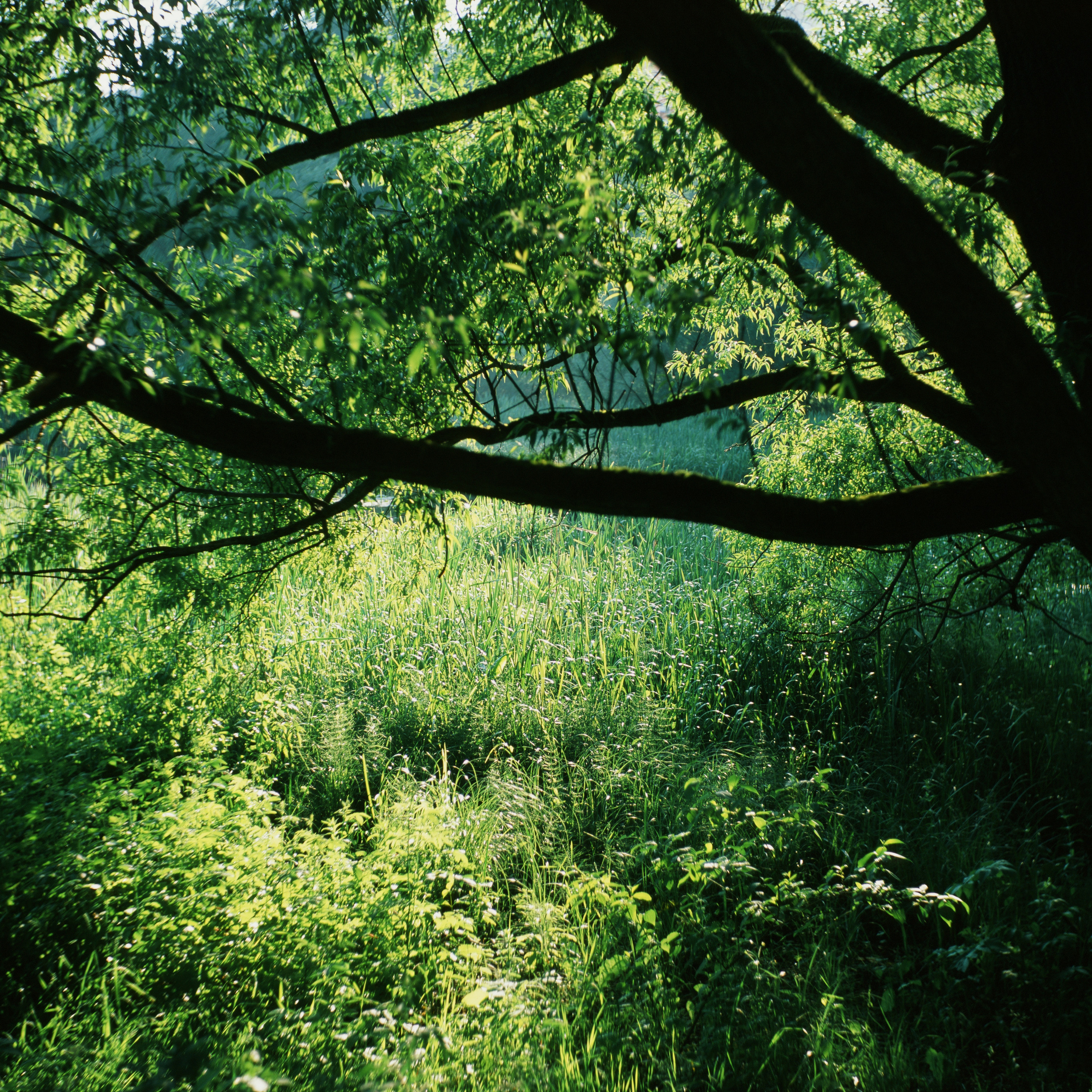 Fujichrome Provia 100 °F / Franka Rolfix II