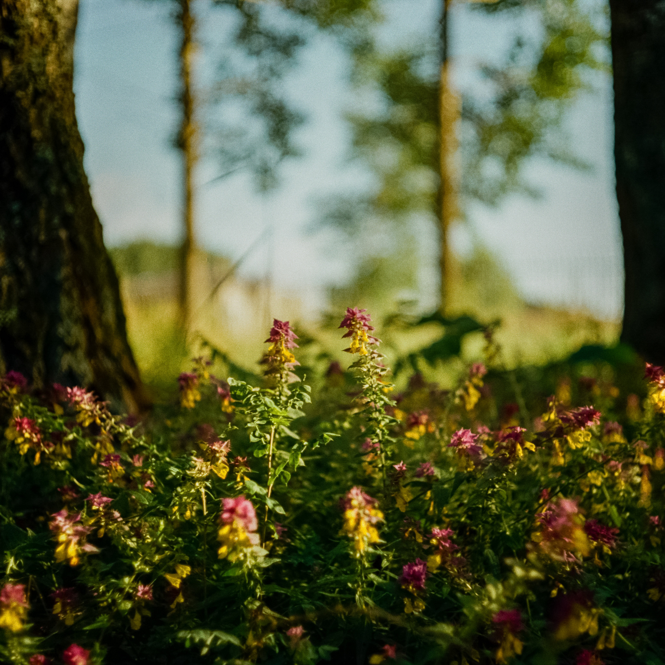 Canon Canonet QL17 G-III QL