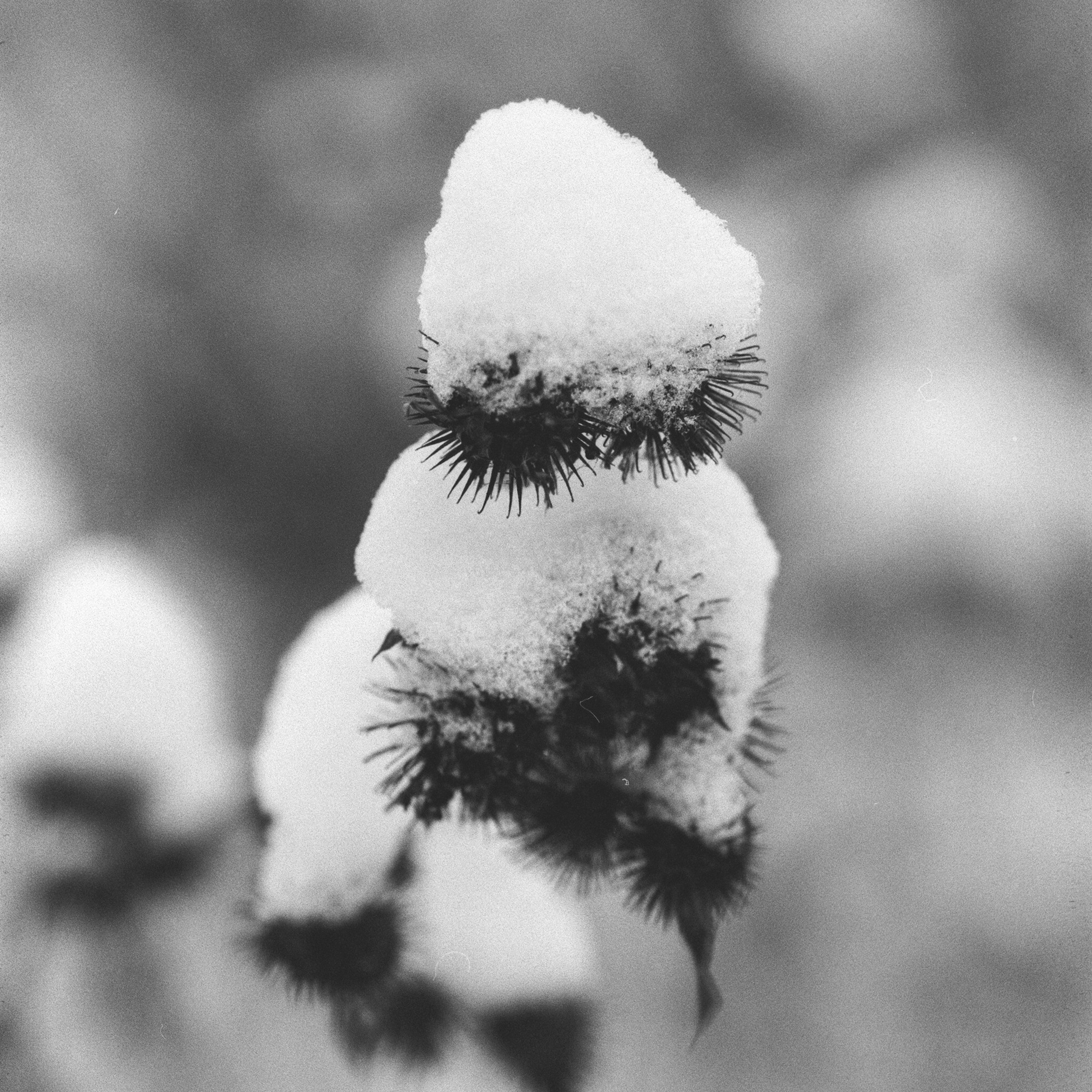 Contax N1 / Carl Zeiss Makro Sonnar 100 mm f/2.8 / Давыдовское