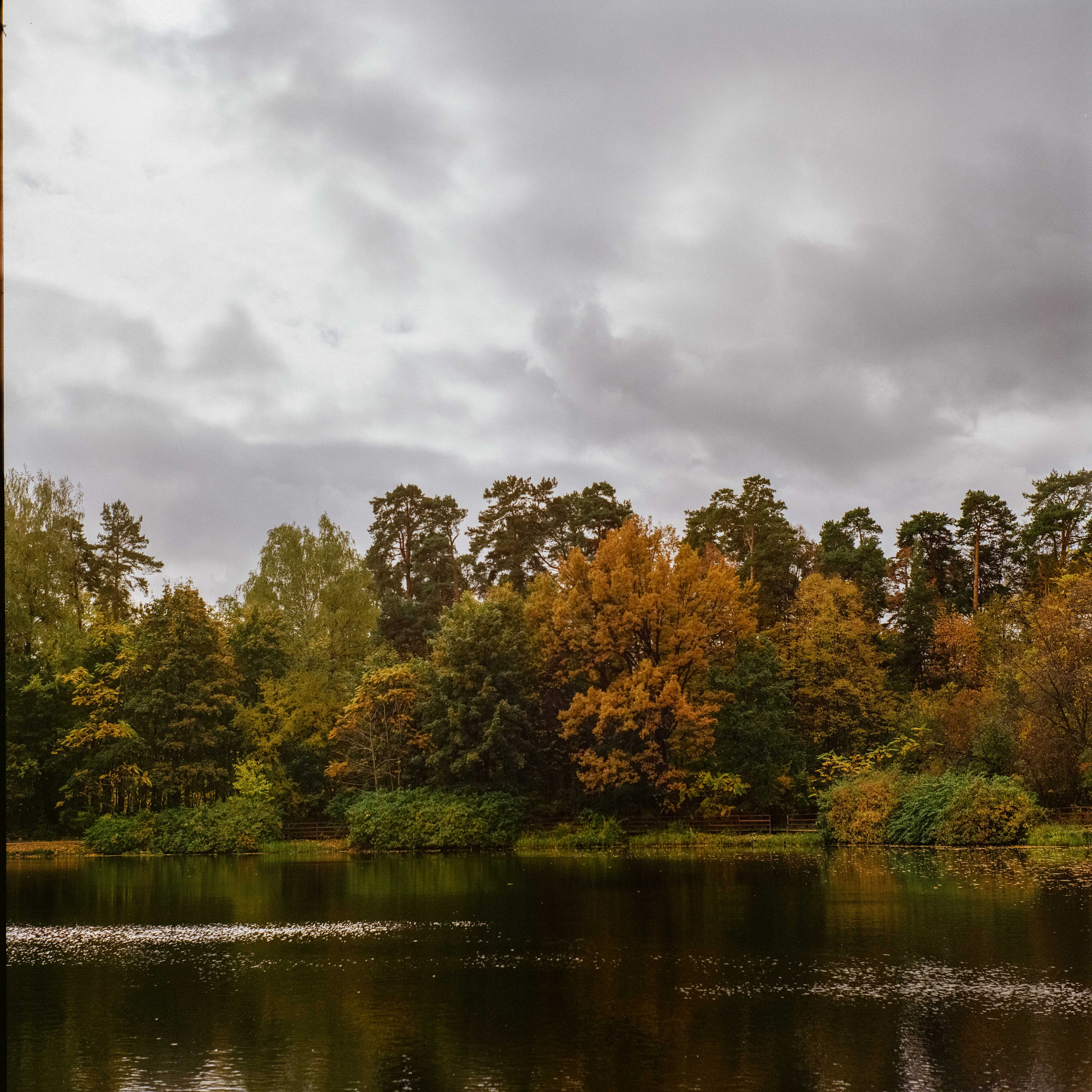 Yashica Mat-124G / Kodak Gold 200