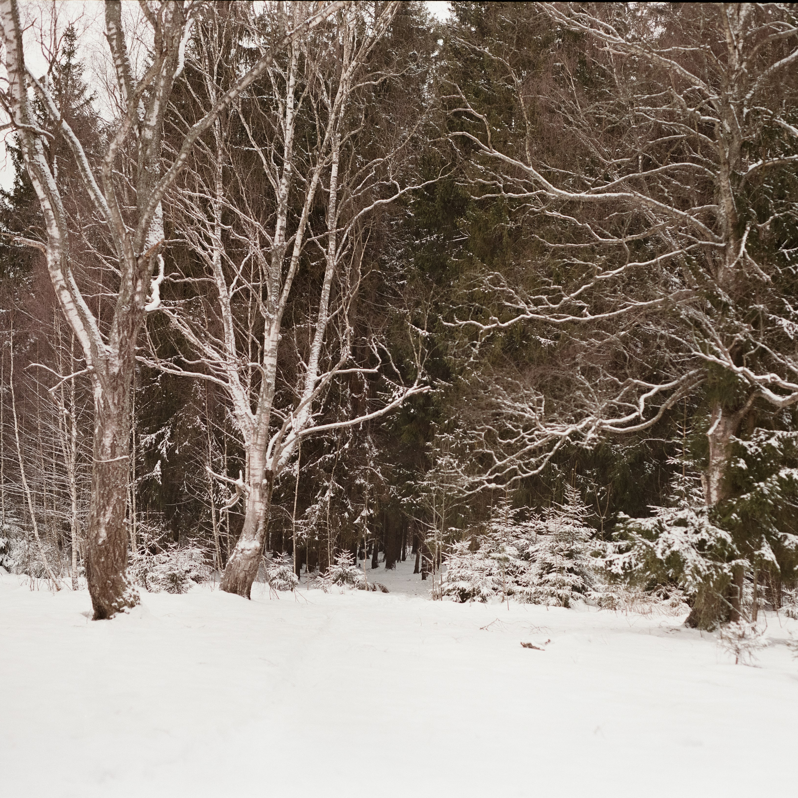 4 января 2025 года / Лукино / Fujifilm NPC 160 @ ISO 50 / Pentax 67 — SMC Pentax 67 105 mm f/2.4