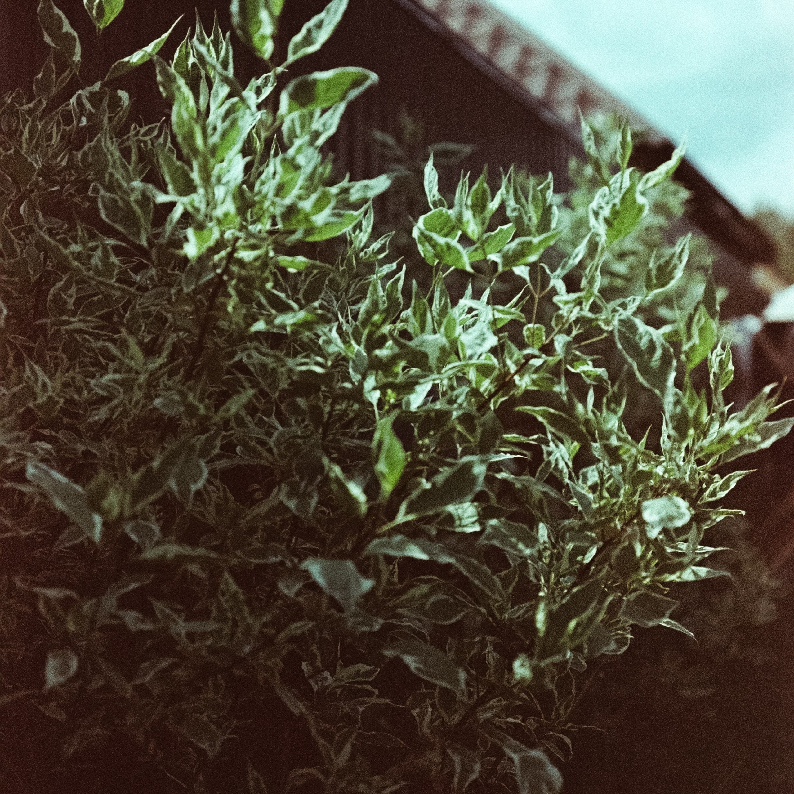 Shchlecker Fotoland AS 200 at ISO 25 | Nikon F100 — Micro-Nikkor-P.C Auto 55 mm f3.5