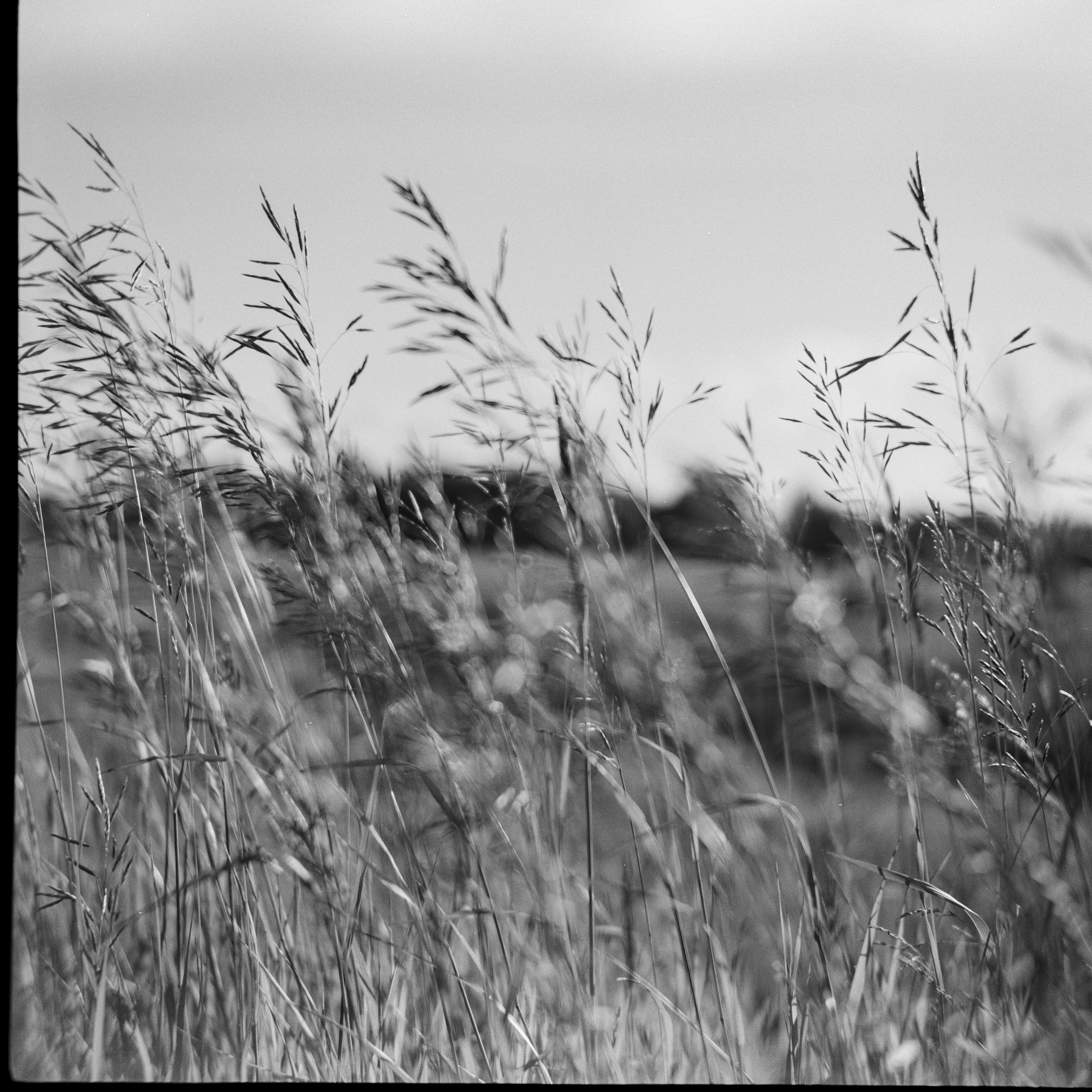 Franka Solida III — Sсhneider-Kreuznach Radionar 80 mm f2.9 V | Kentmere PAN 400