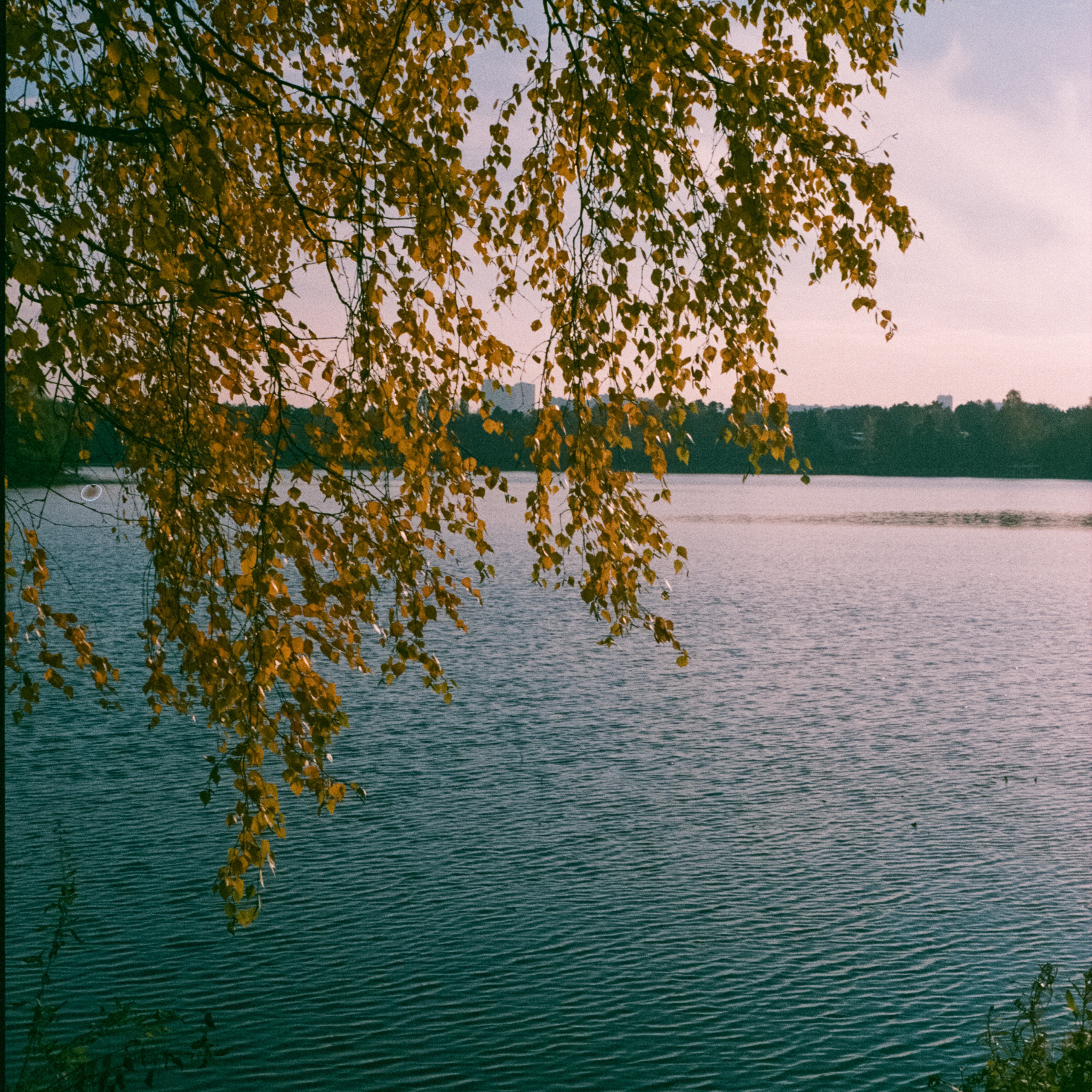 Konica Centuria Super ISO 400 at ISO 100 / Minolta Hi-Matic 7sII