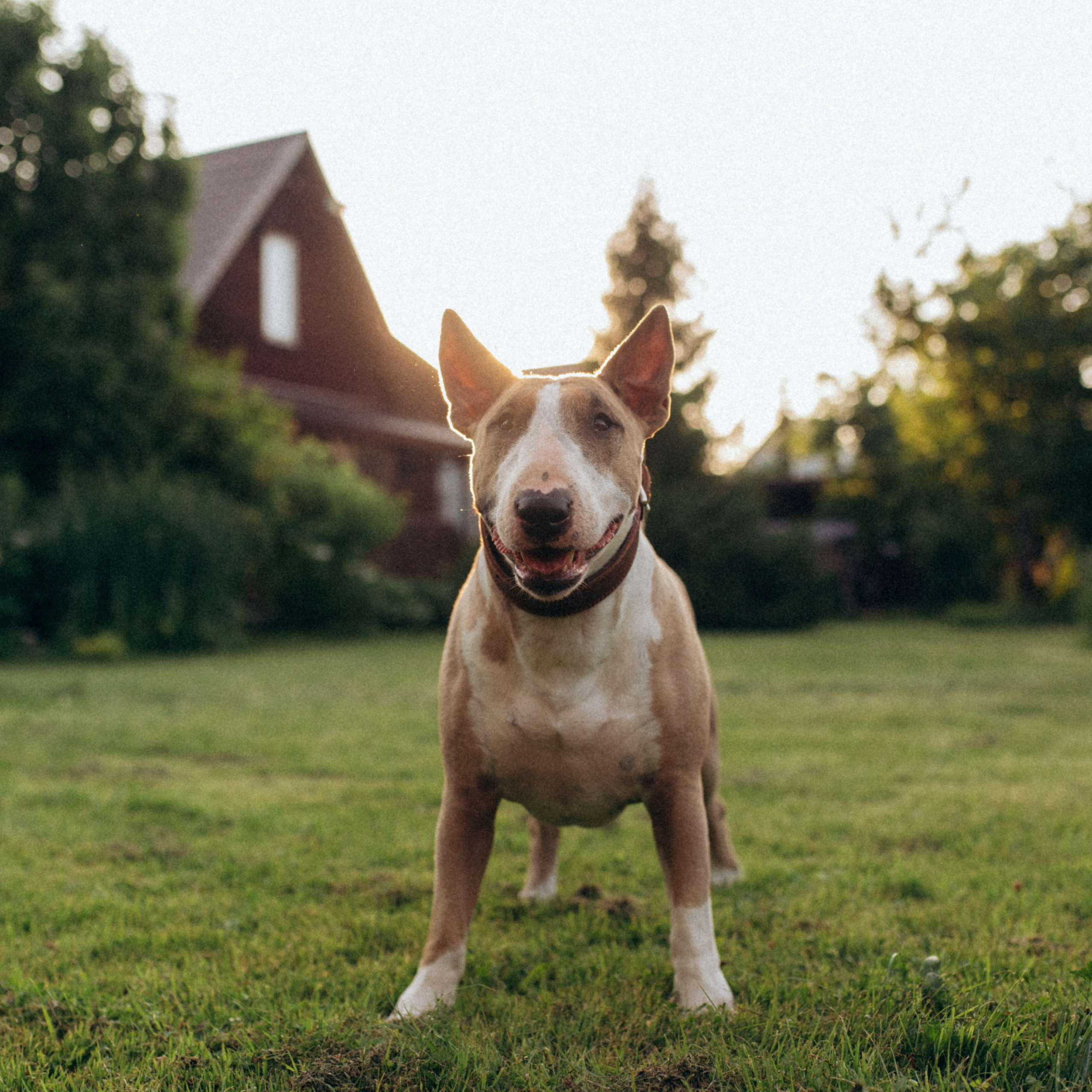 Отзывы. Фотограф анималист в Москве Ольга Агушева