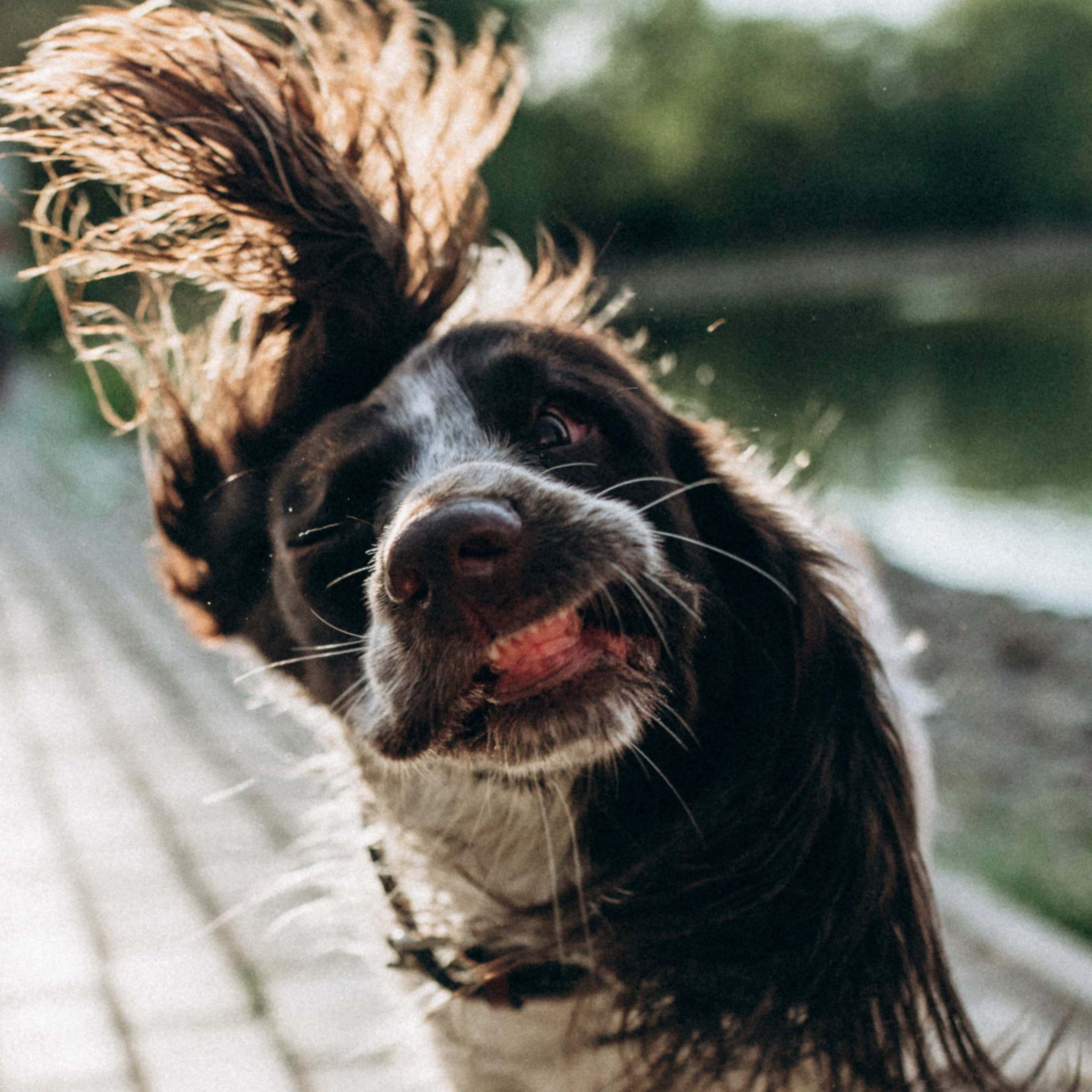 Отзывы. Фотограф анималист в Москве Ольга Агушева