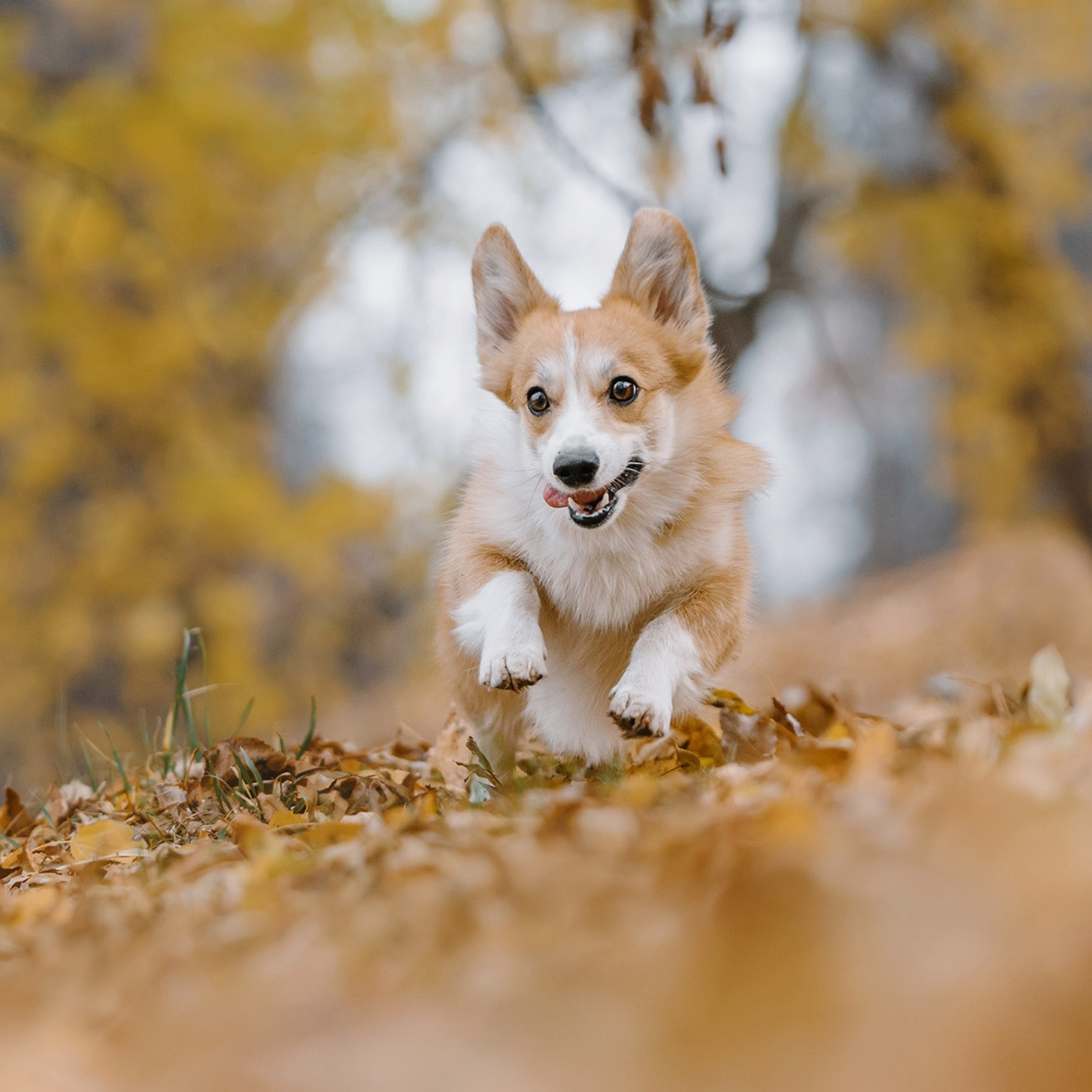 Питомец в кадре. Фотограф Анна Тюрина