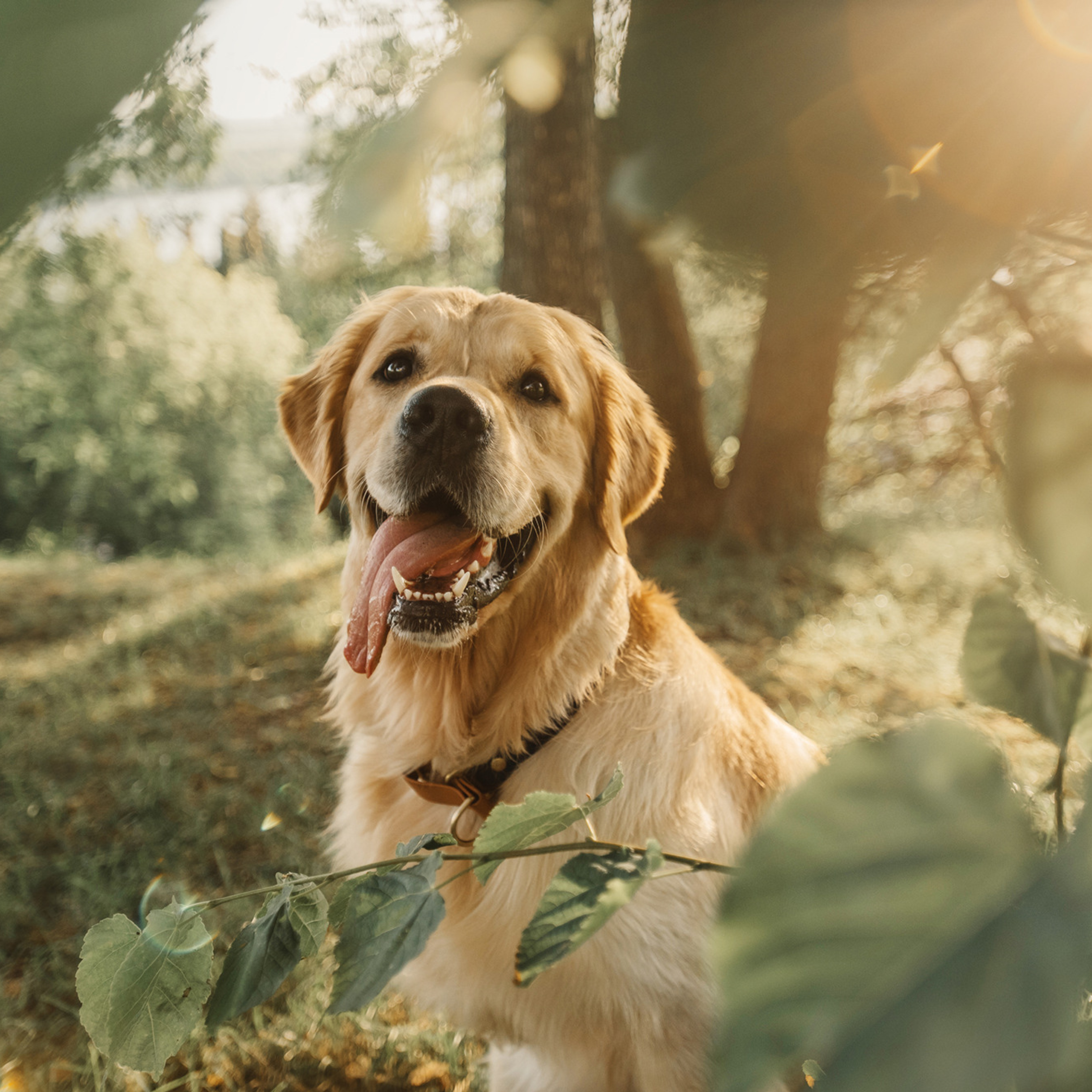 Светлана и Чарли. Фотограф Анна Тюрина