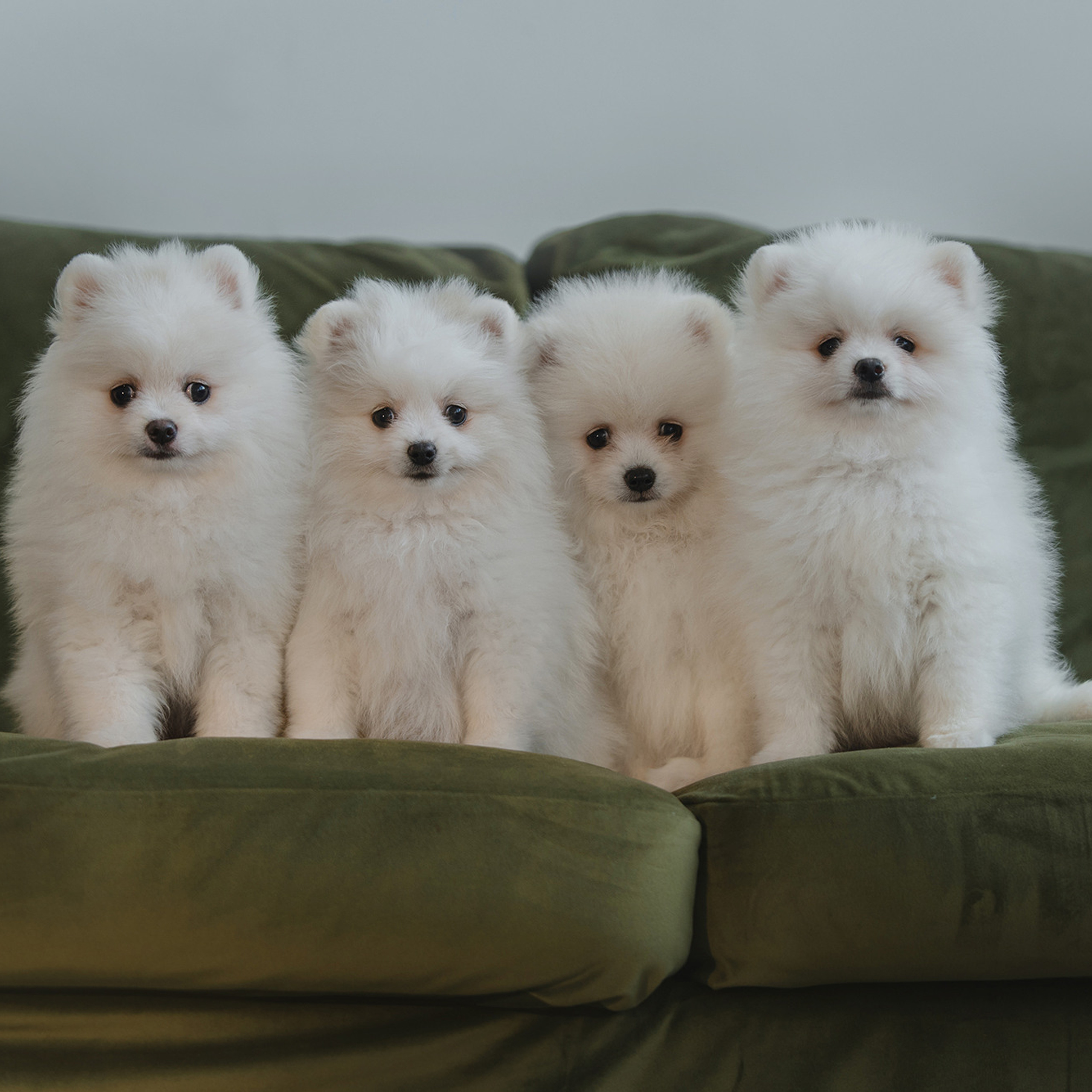 Очаровательные щенки шпица. Фотограф Анна Тюрина