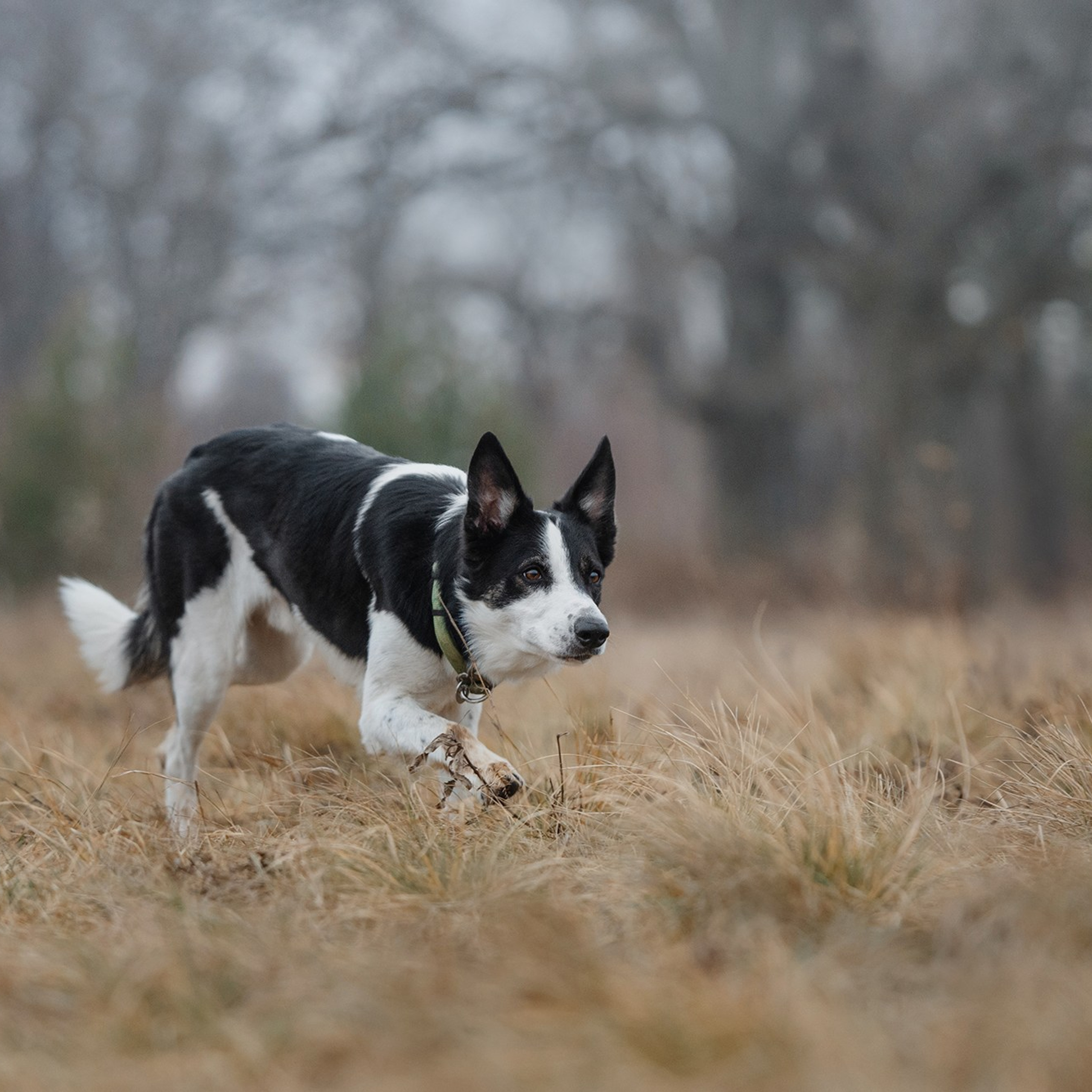 Пастьба. Фотограф Анна Тюрина