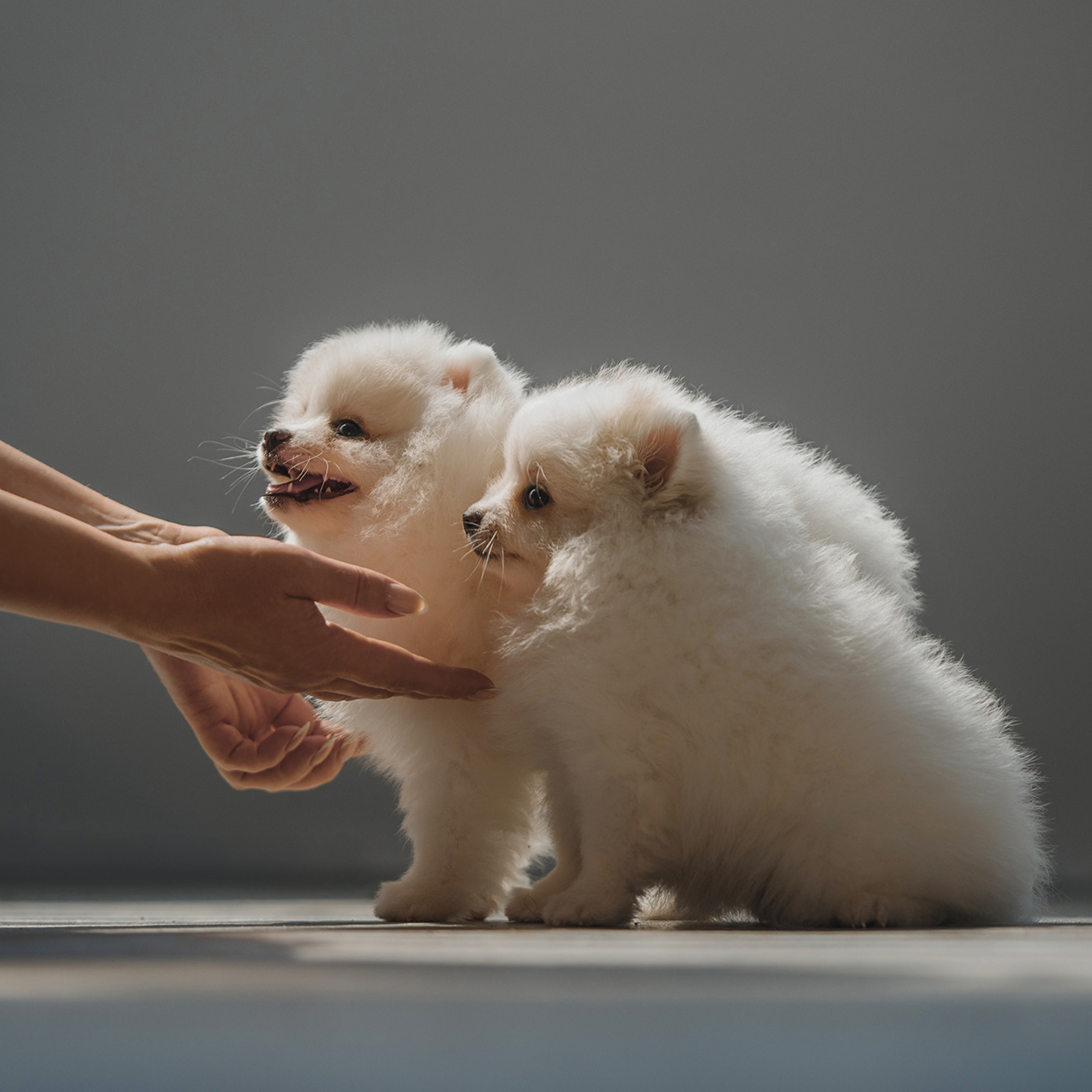 Очаровательные щенки шпица. Фотограф Анна Тюрина
