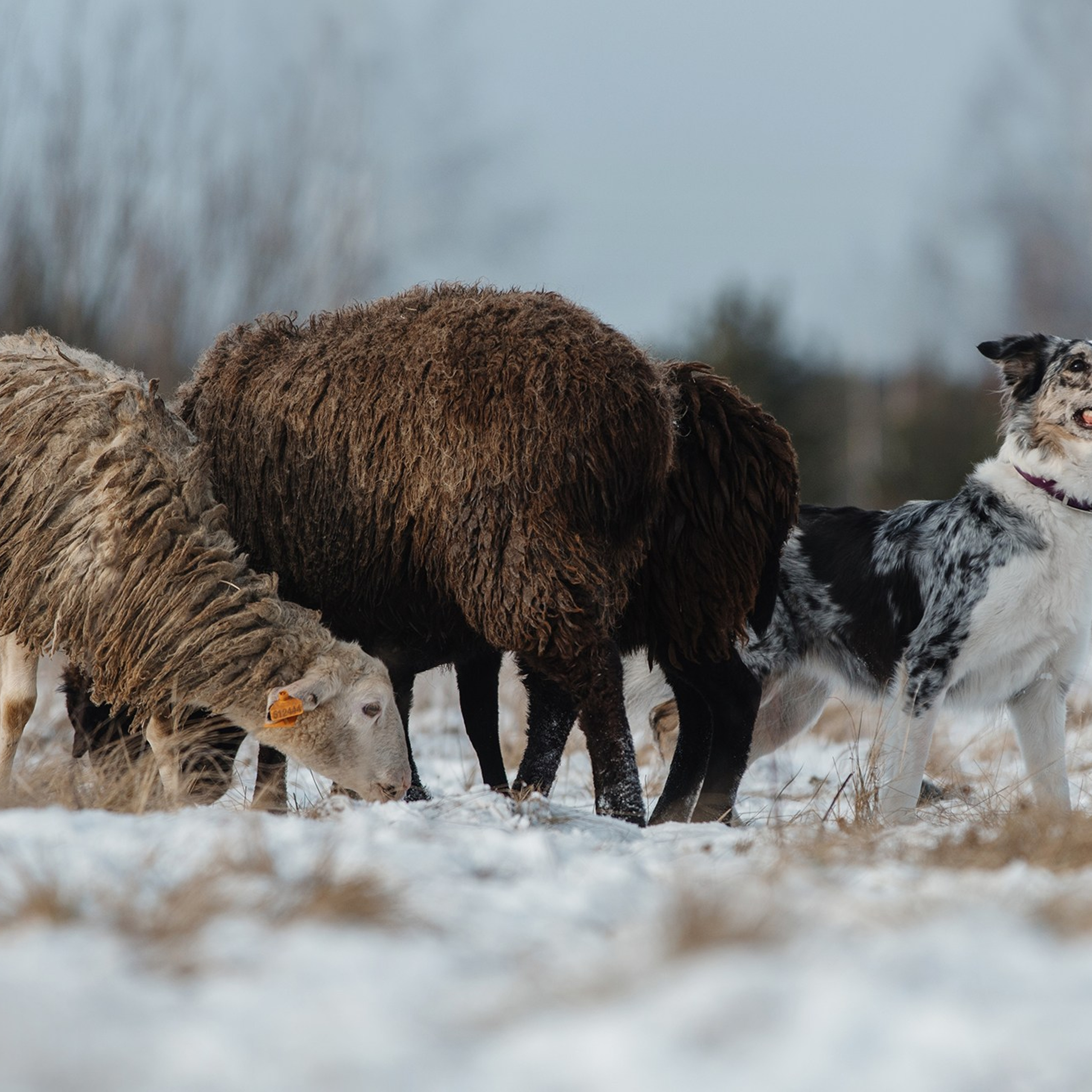 Пастьба. Фотограф Анна Тюрина