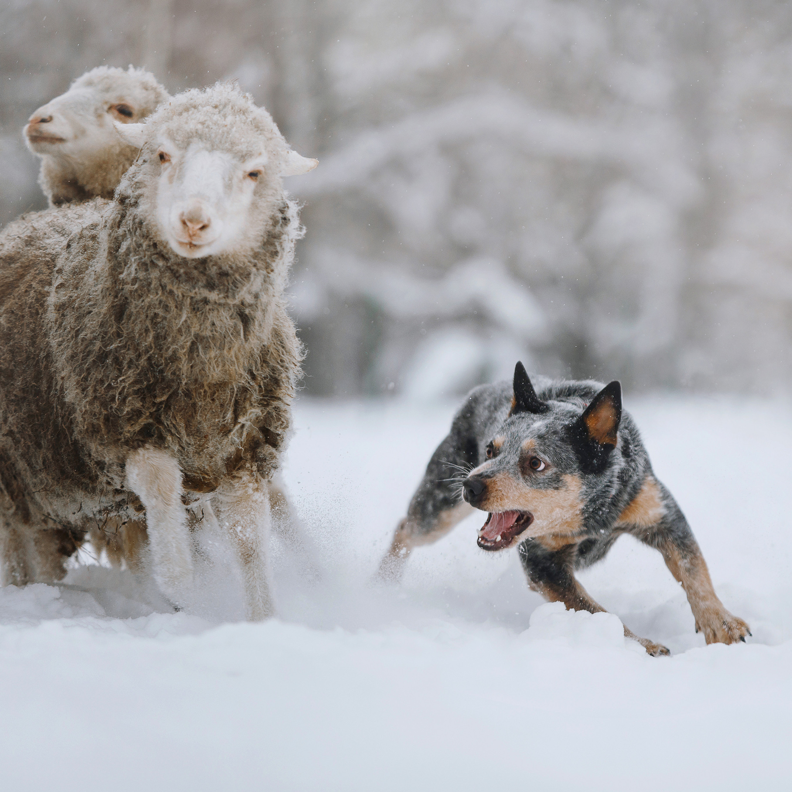 Пастьба. Фотограф Анна Тюрина