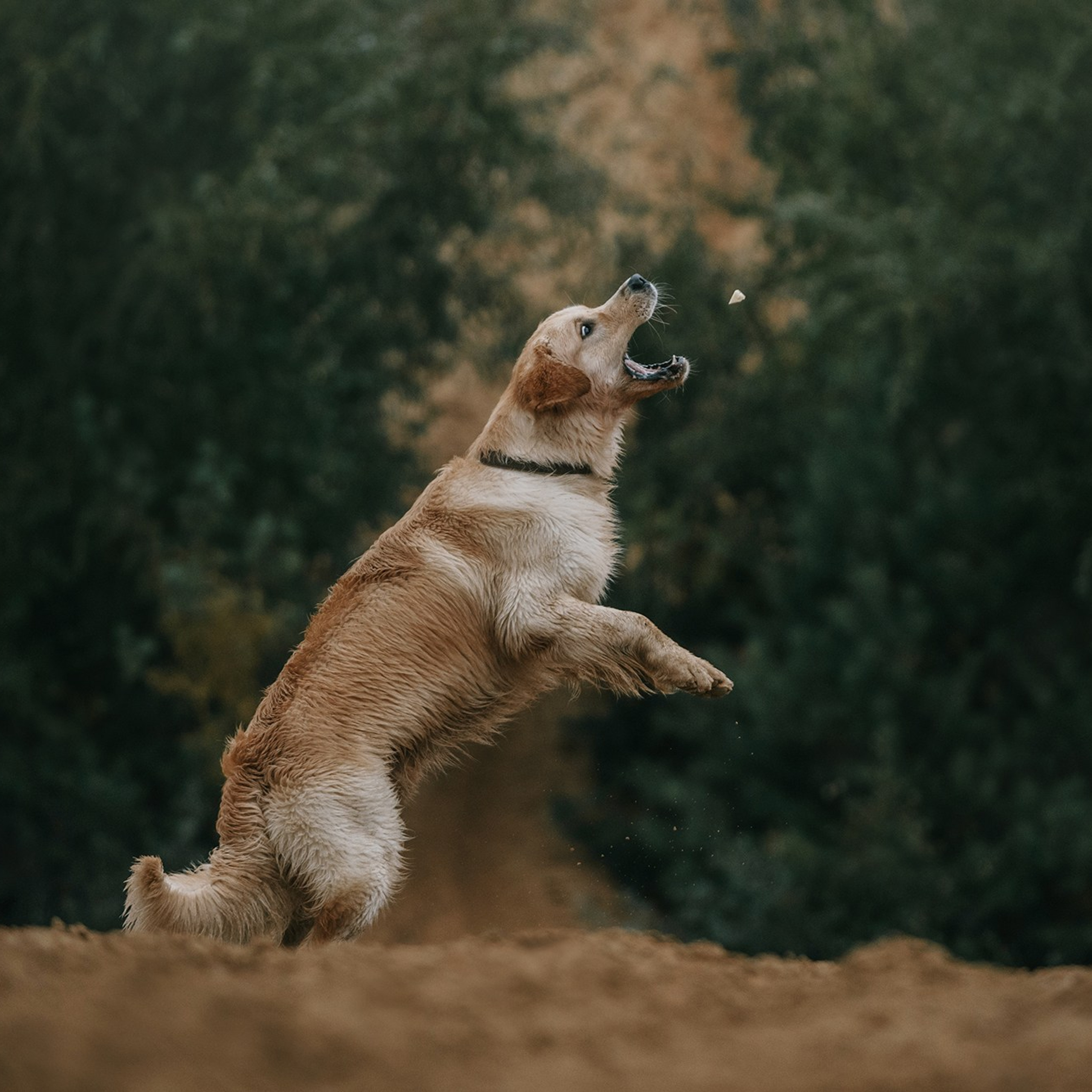 Питомец в кадре. Фотограф Анна Тюрина